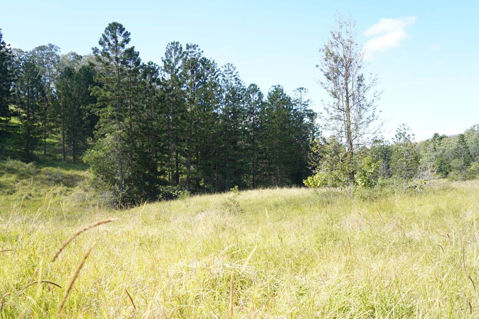 432 Sargents Road, Kyogle For Sale by Farmbuy.com - image 18