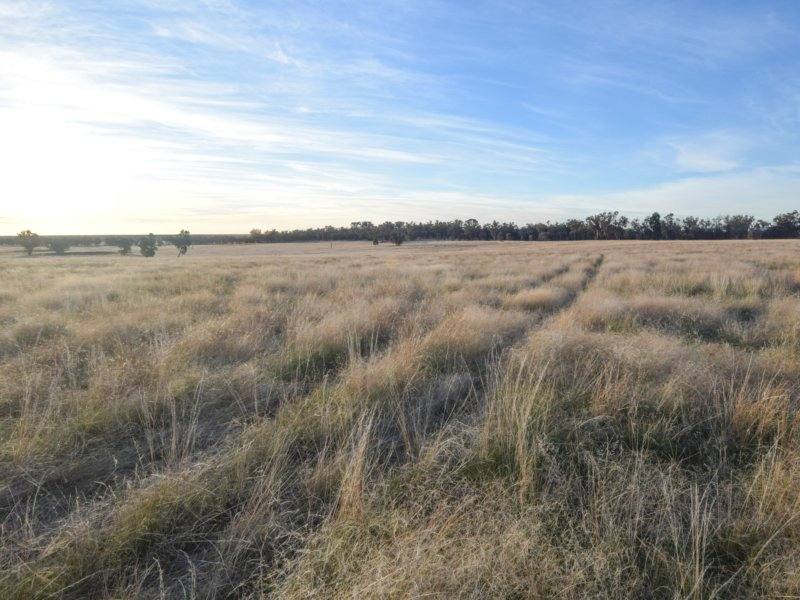 54 Silo Road, Young Sold by Farmbuy.com - image 12