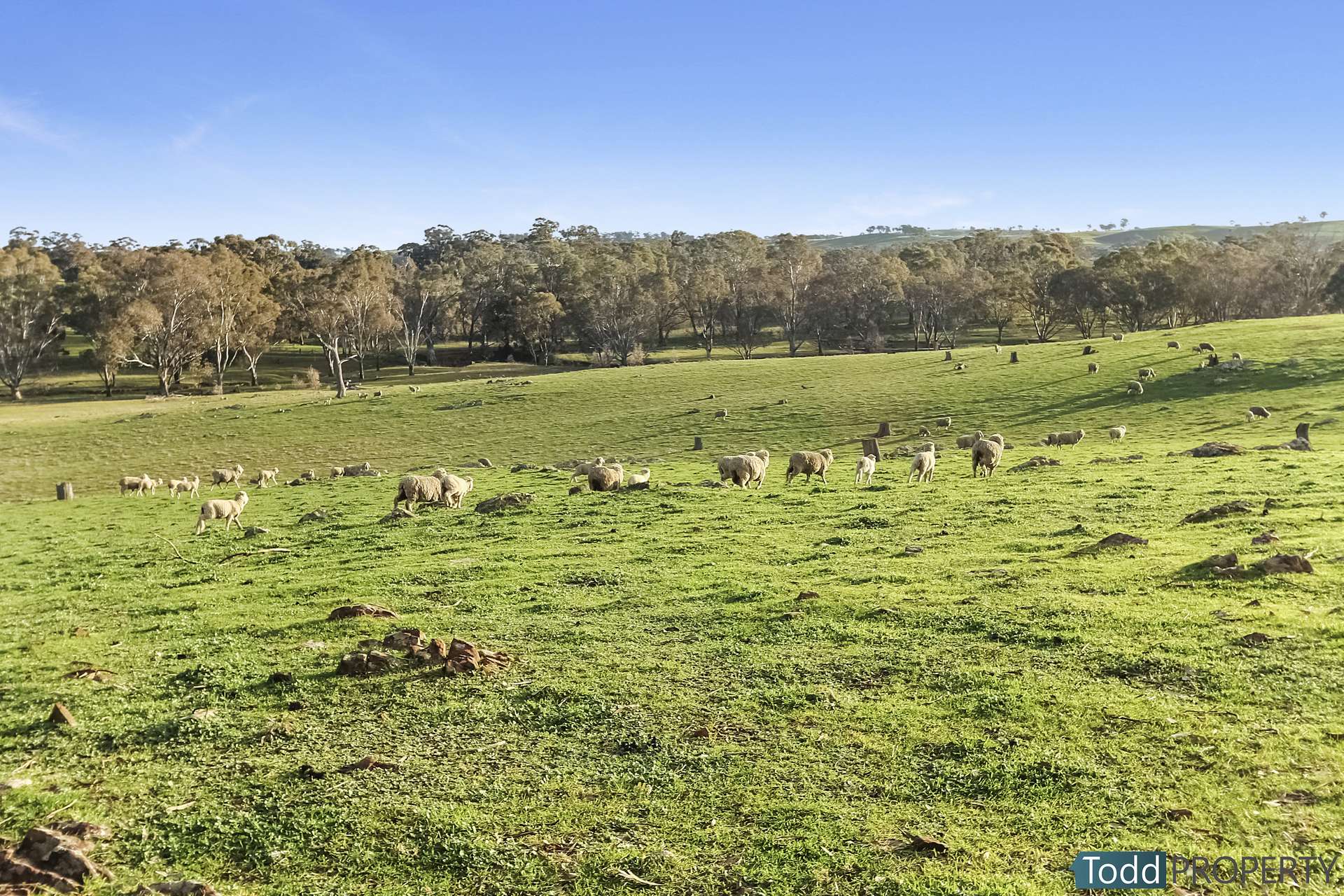 Watkins Lane, Heathcote Sold by Farmbuy.com - image 10