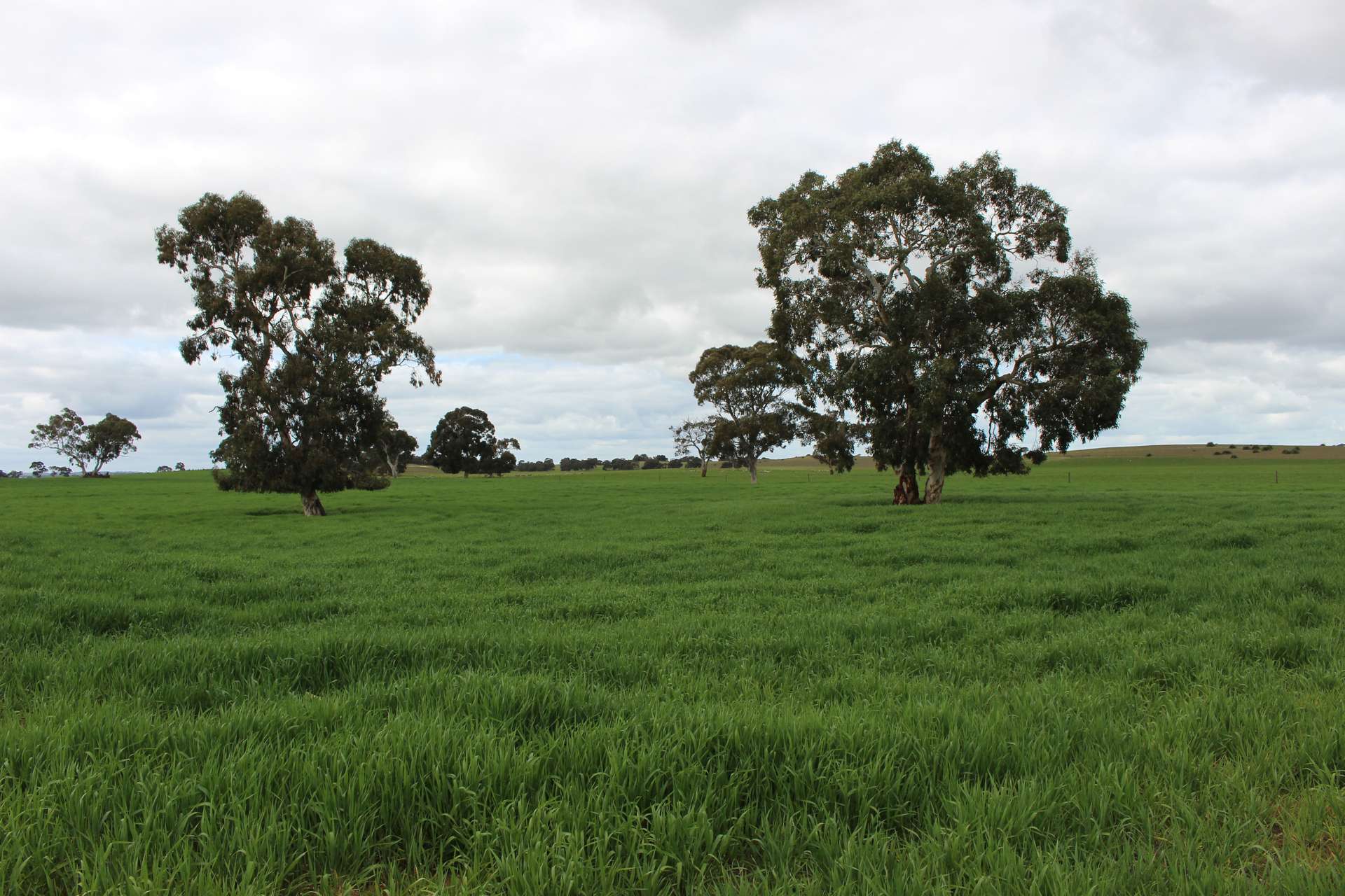 9653 Dukes Highway, Tintinara For Sale by Farmbuy.com - image 21