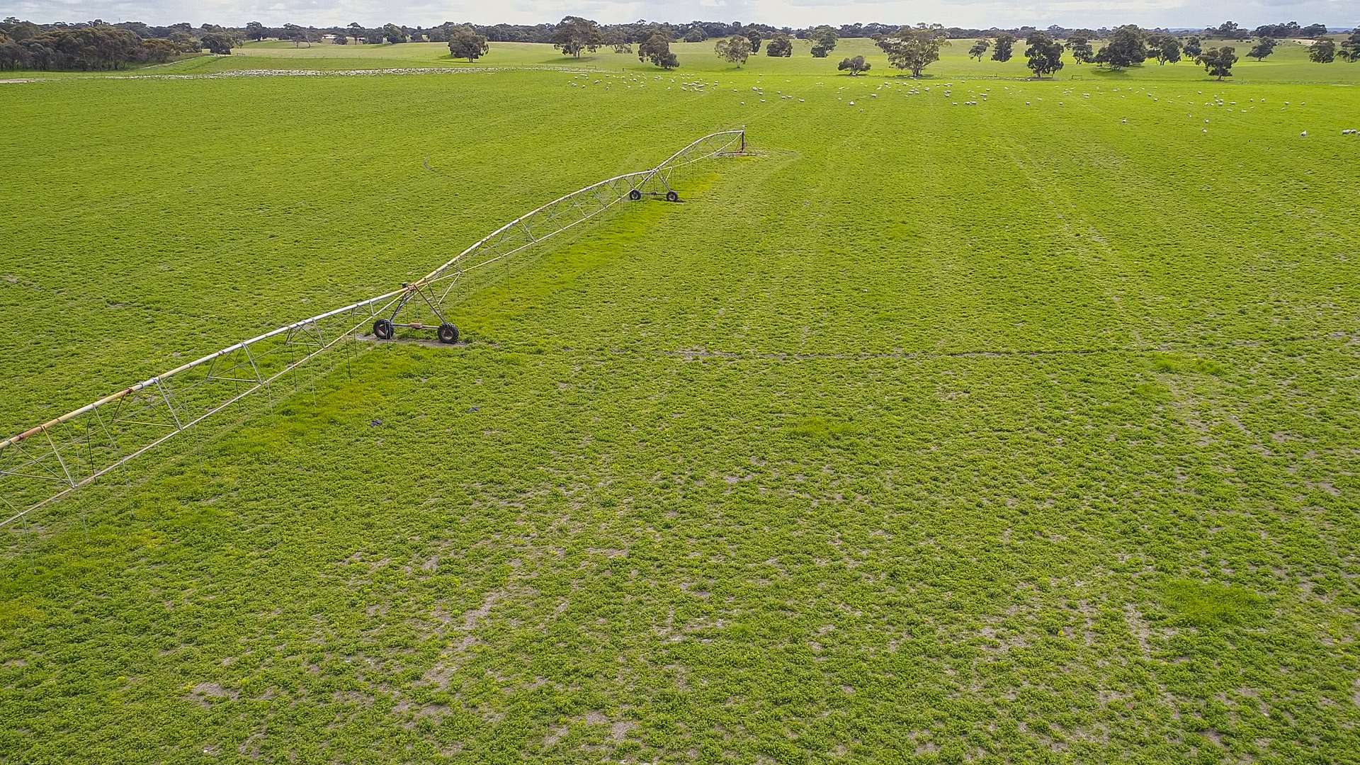 9653 Dukes Highway, Tintinara For Sale by Farmbuy.com - image 9
