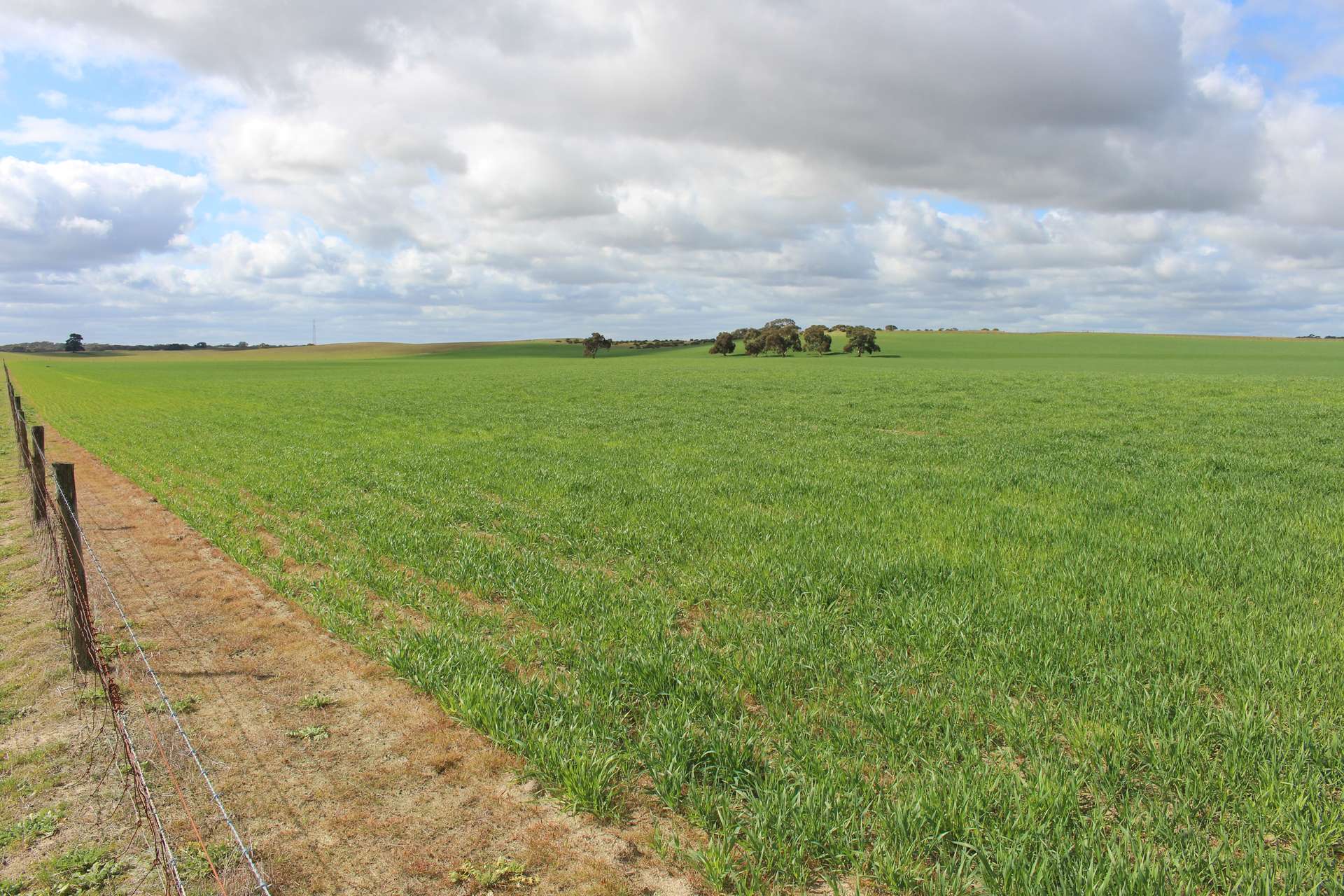 9653 Dukes Highway, Tintinara For Sale by Farmbuy.com - image 18