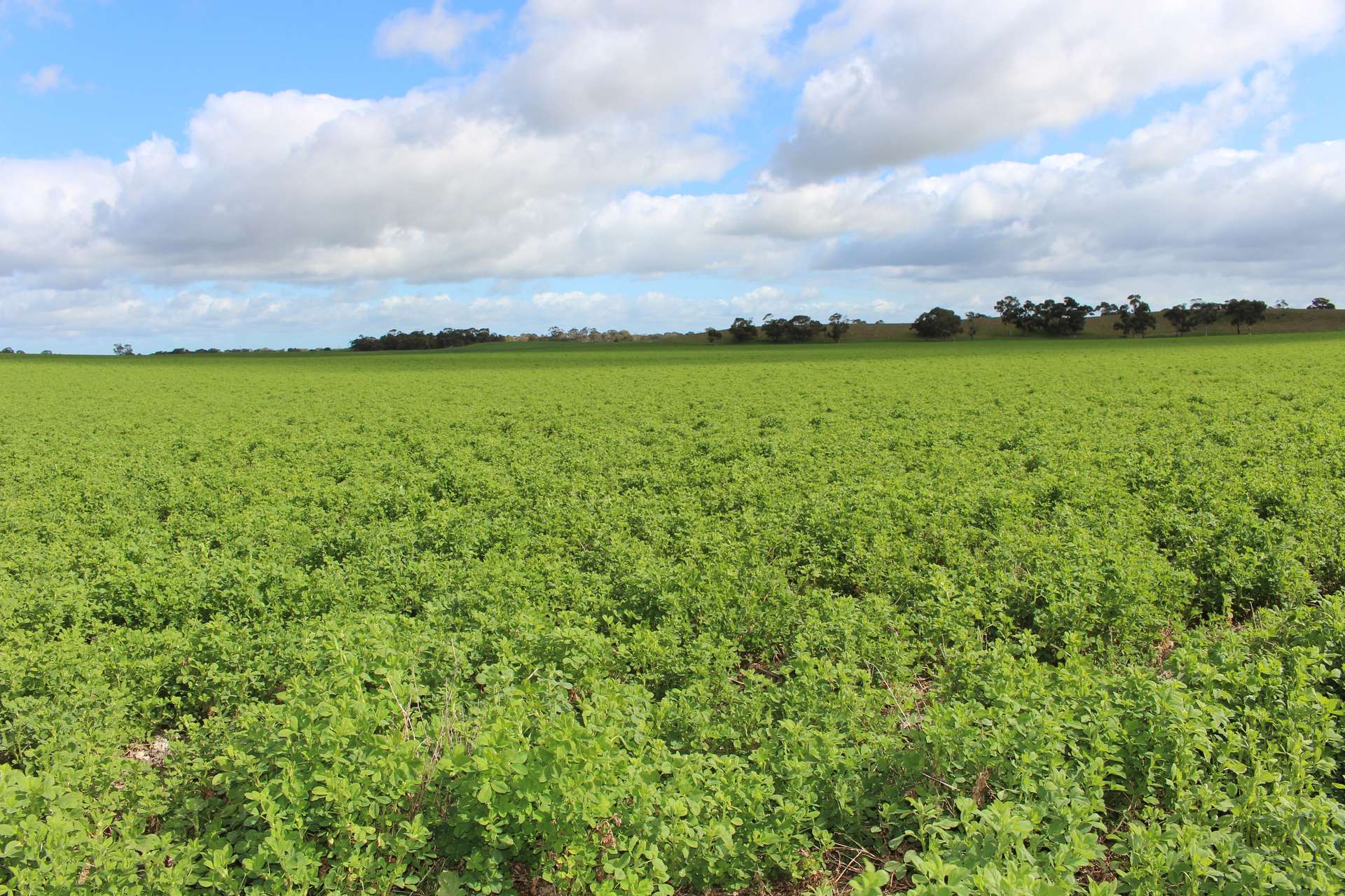 9653 Dukes Highway, Tintinara For Sale by Farmbuy.com - image 17