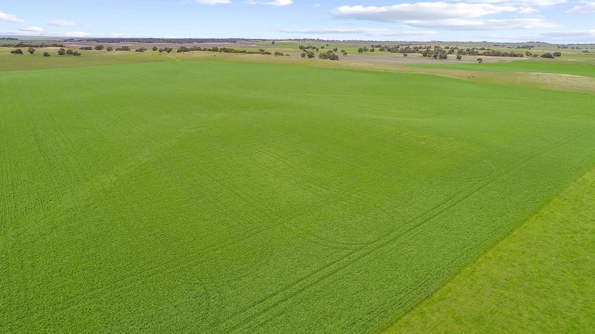 9653 Dukes Highway, Tintinara For Sale by Farmbuy.com - image 5