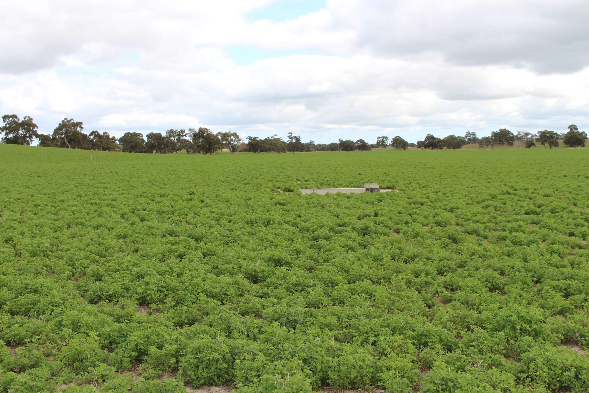 9653 Dukes Highway, Tintinara For Sale by Farmbuy.com - image 20