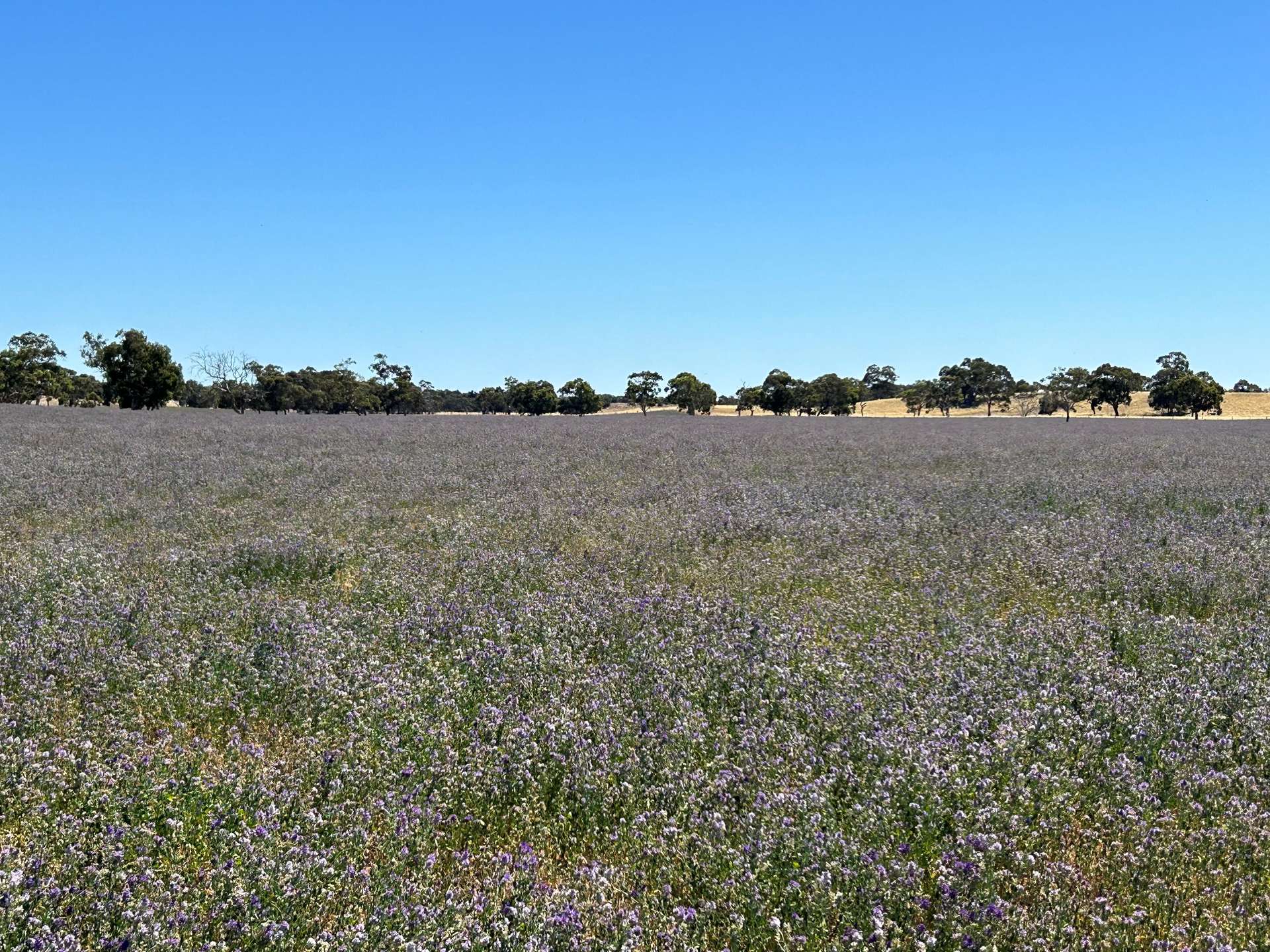 9653 Dukes Highway, Tintinara For Sale by Farmbuy.com - image 2