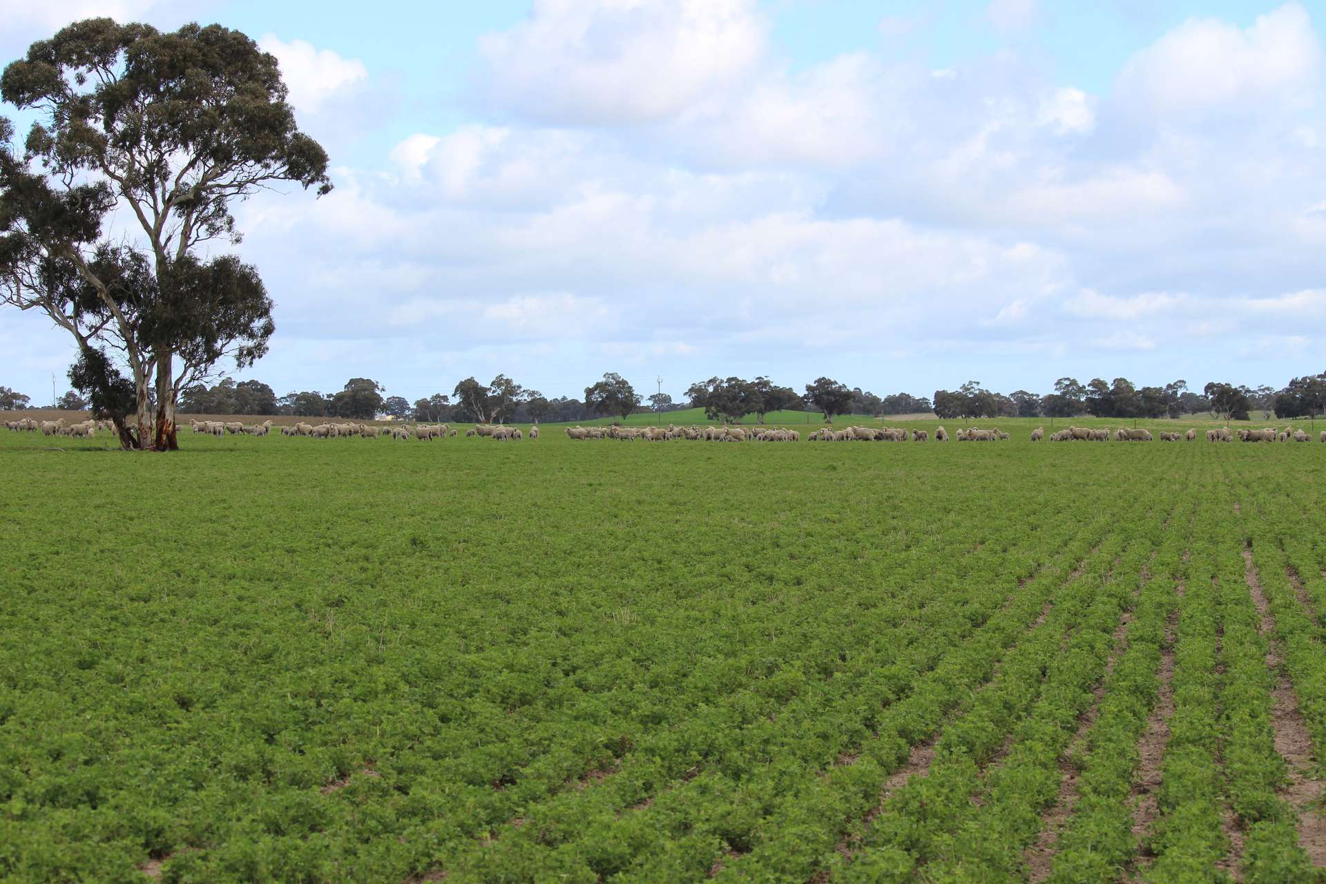 9653 Dukes Highway, Tintinara For Sale by Farmbuy.com - image 19