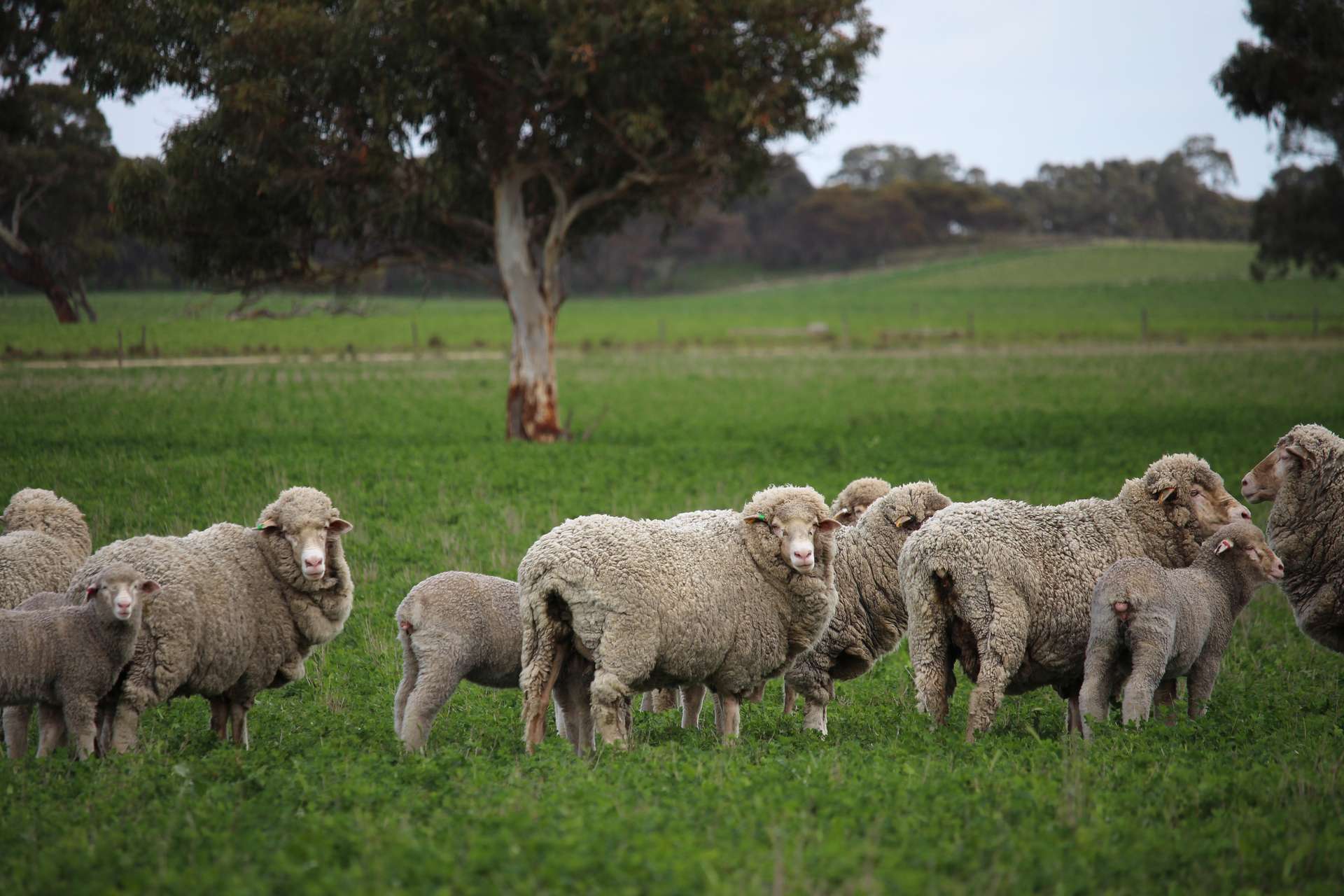 9653 Dukes Highway, Tintinara For Sale by Farmbuy.com - image 1