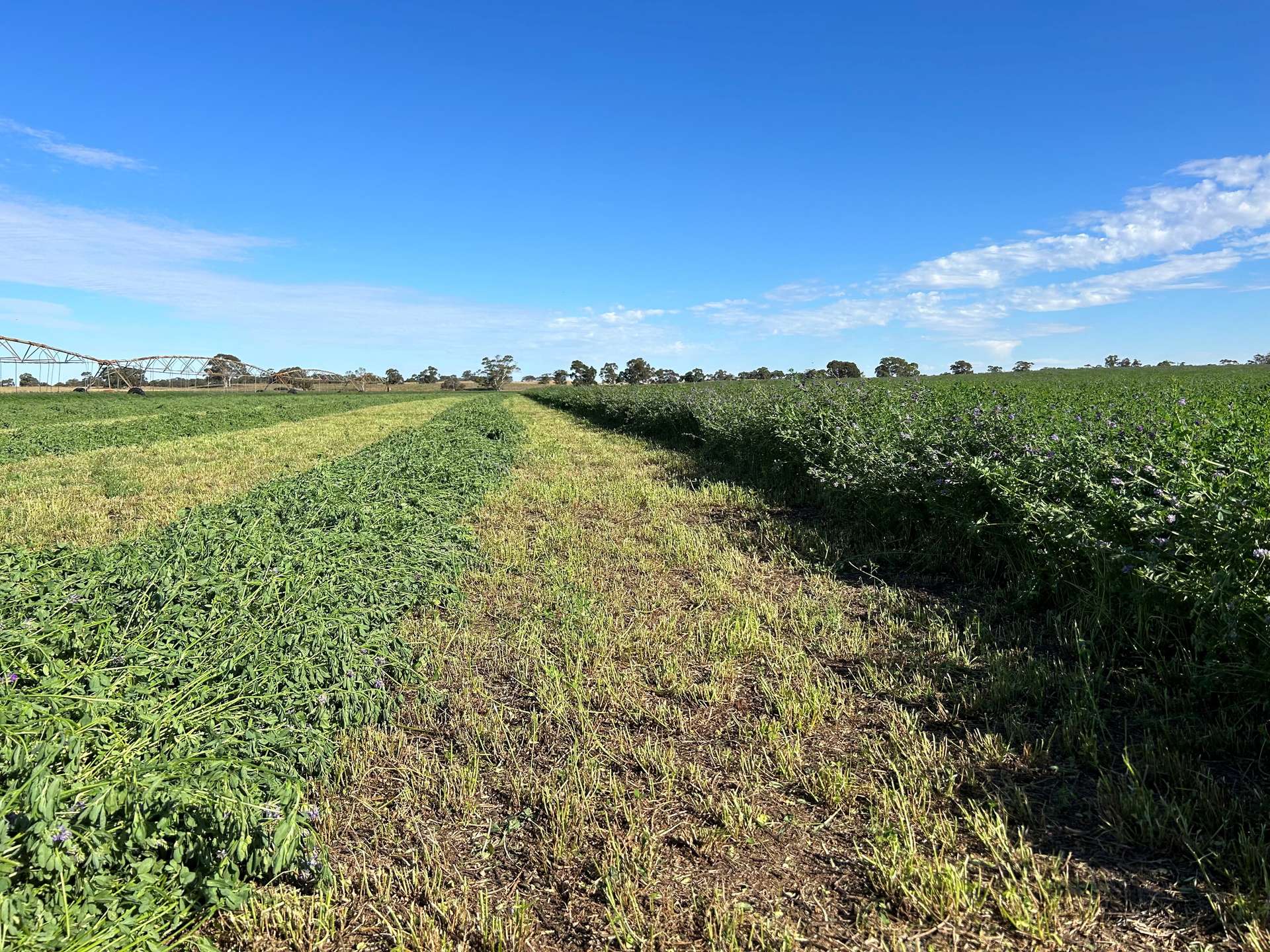 9653 Dukes Highway, Tintinara For Sale by Farmbuy.com - image 3