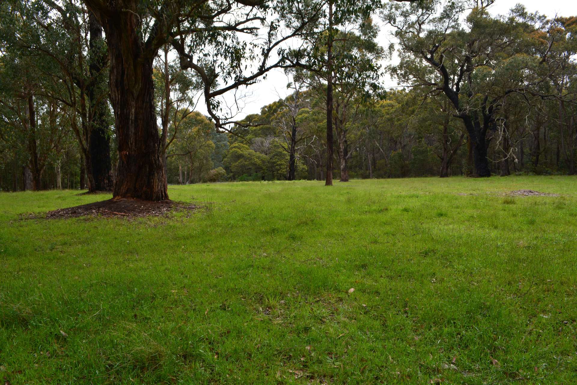 195 Robinson Road, Barongarook Sold by Farmbuy.com - image 3