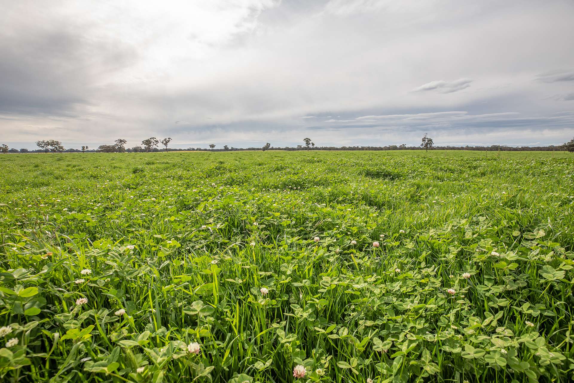 71 Joys Road, Cadgee, Naracoorte For Sale by Farmbuy.com - image 8