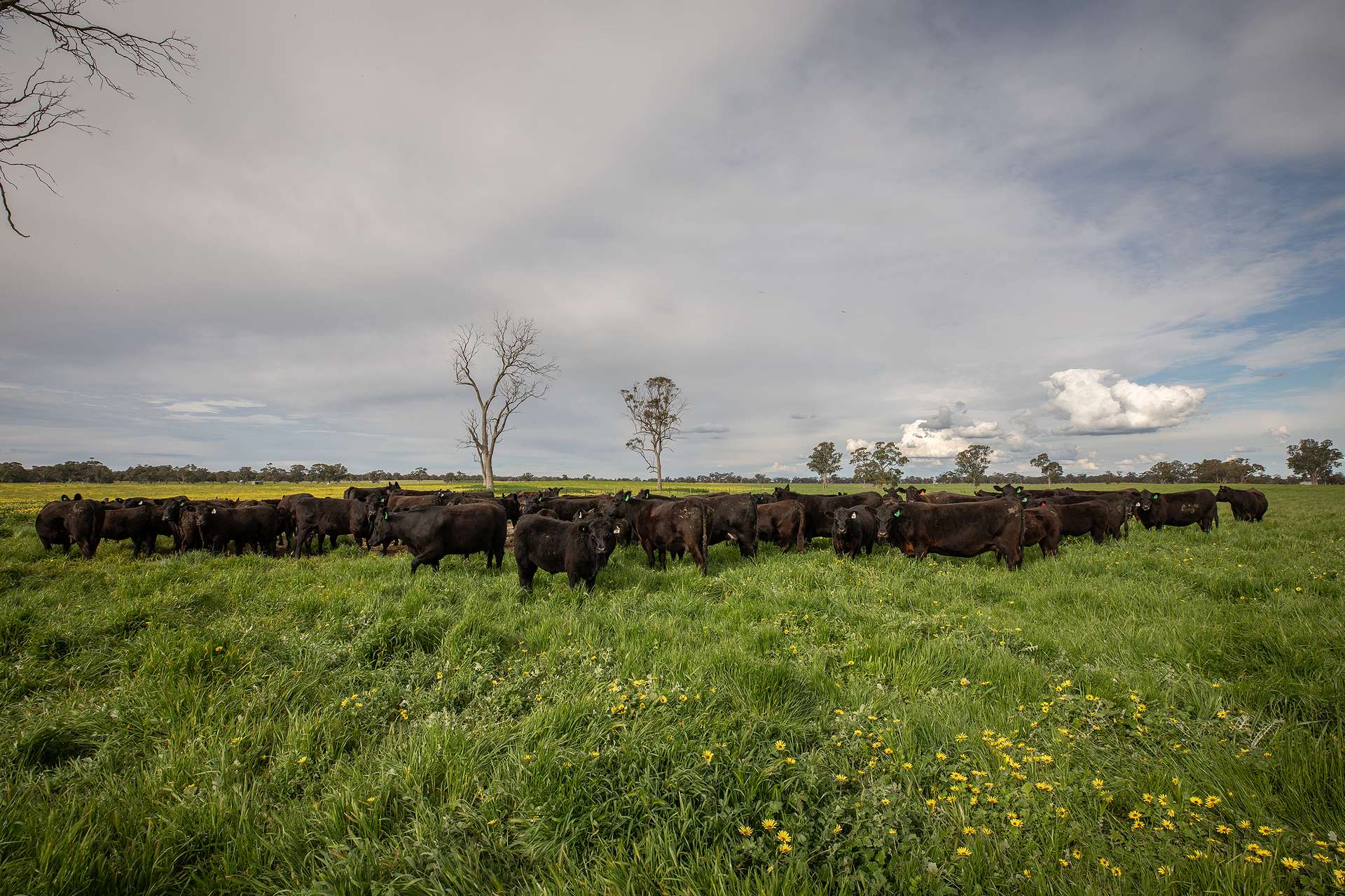 71 Joys Road, Cadgee, Naracoorte For Sale by Farmbuy.com - image 14