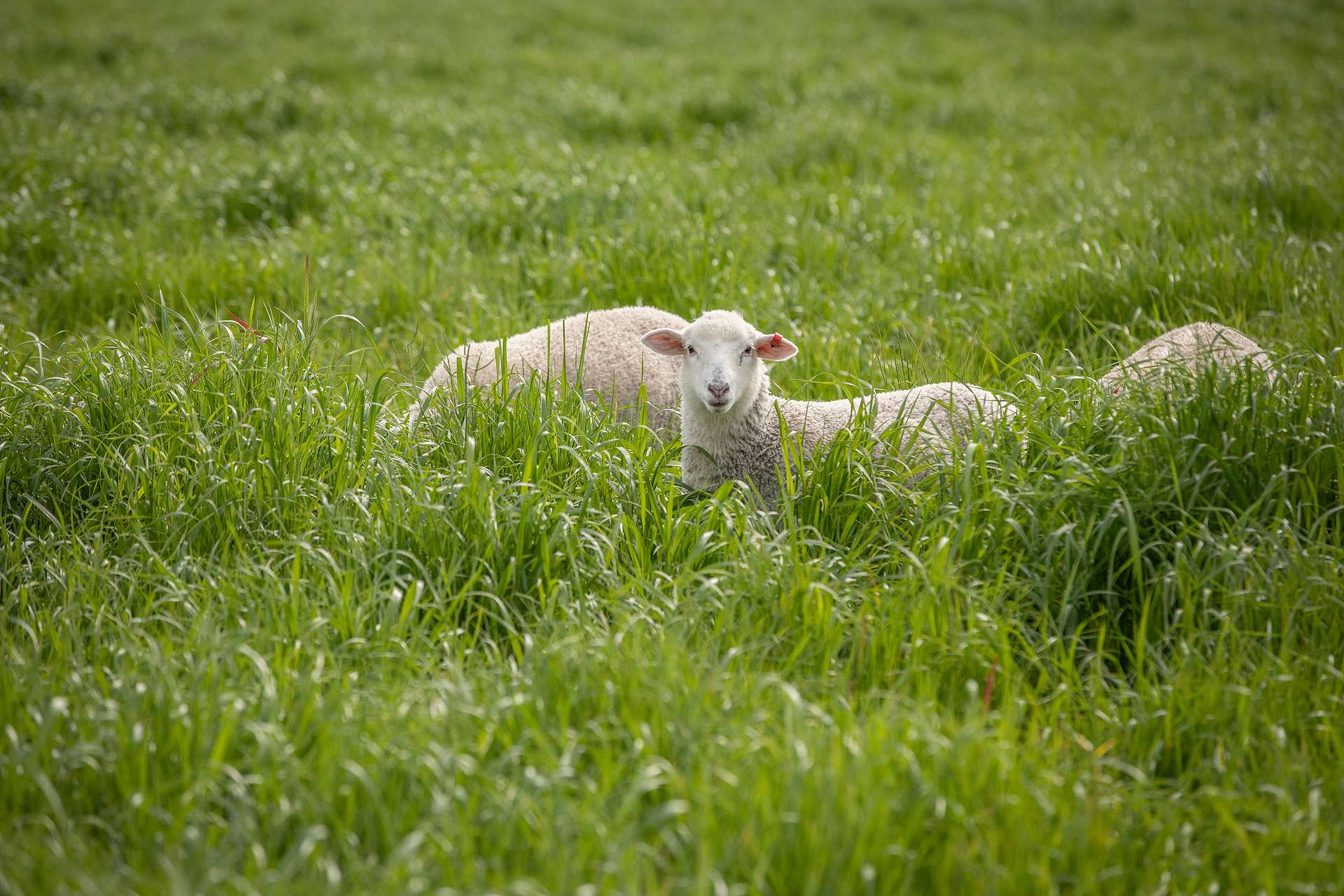71 Joys Road, Cadgee, Naracoorte For Sale by Farmbuy.com - image 15