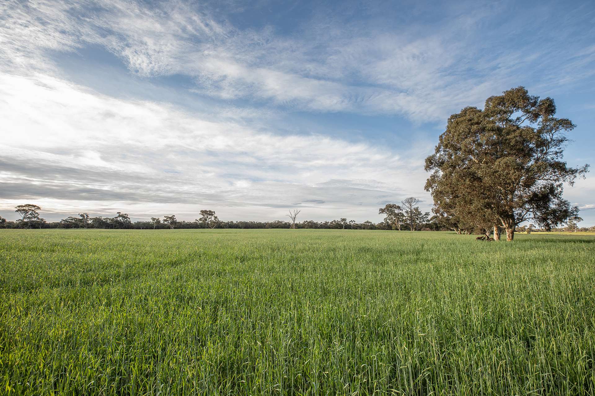 71 Joys Road, Cadgee, Naracoorte For Sale by Farmbuy.com - image 9