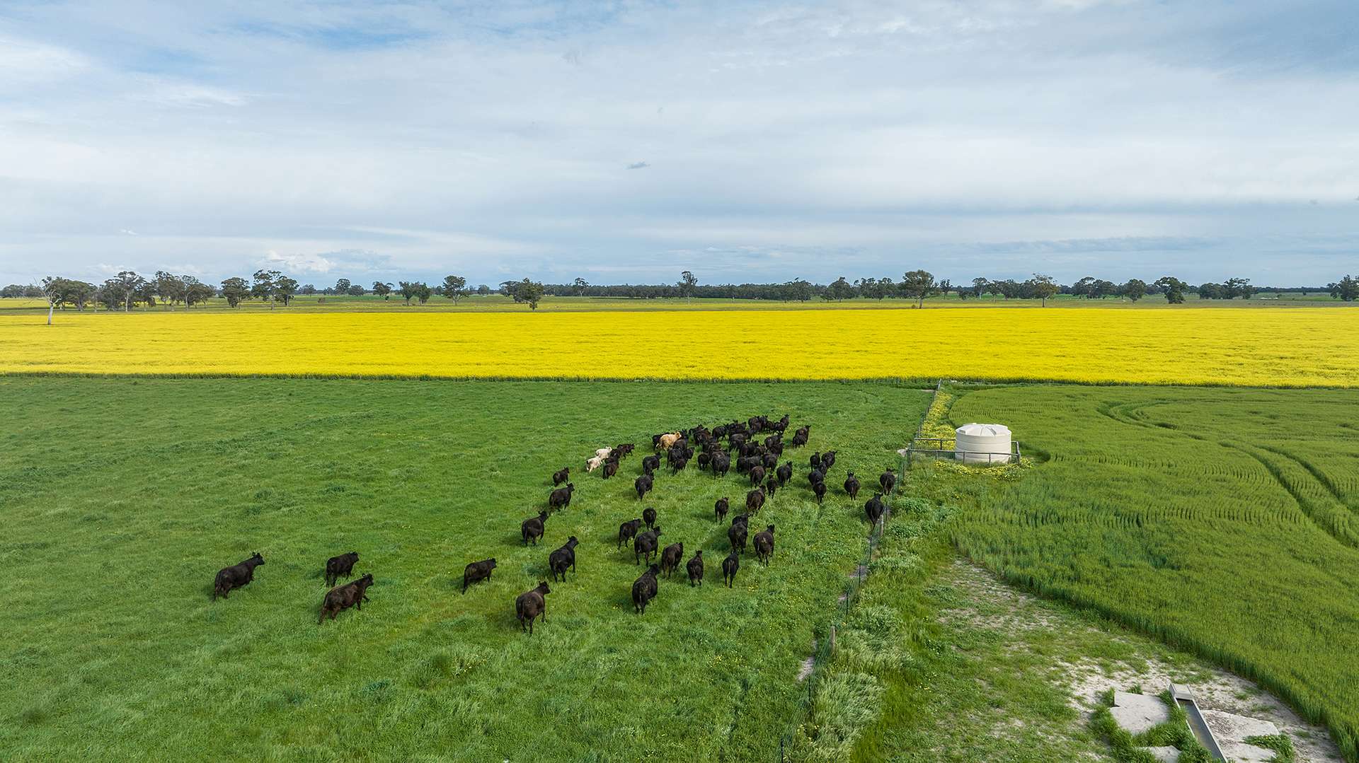 71 Joys Road, Cadgee, Naracoorte For Sale by Farmbuy.com - image 4