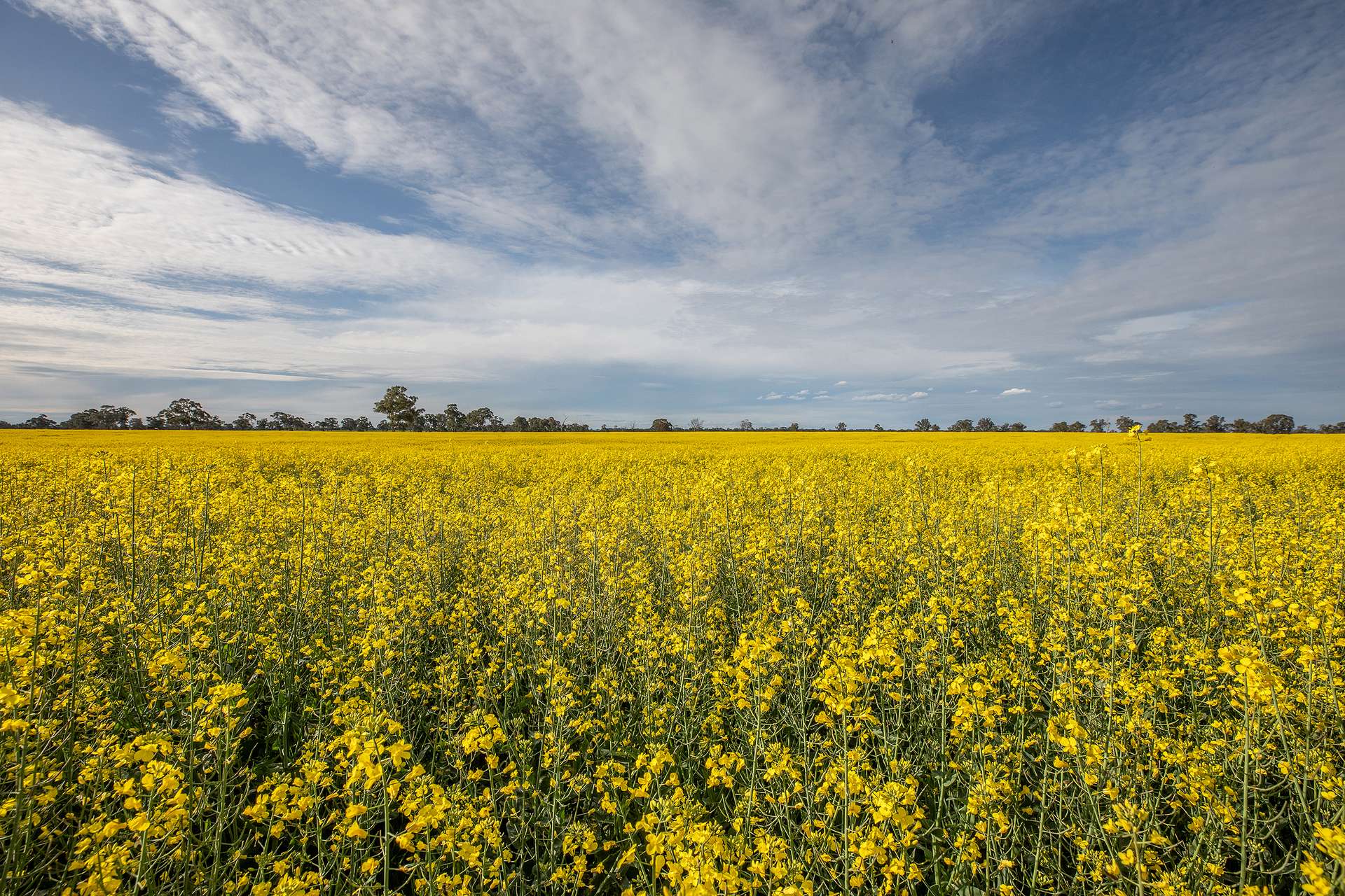 71 Joys Road, Cadgee, Naracoorte For Sale by Farmbuy.com - image 5