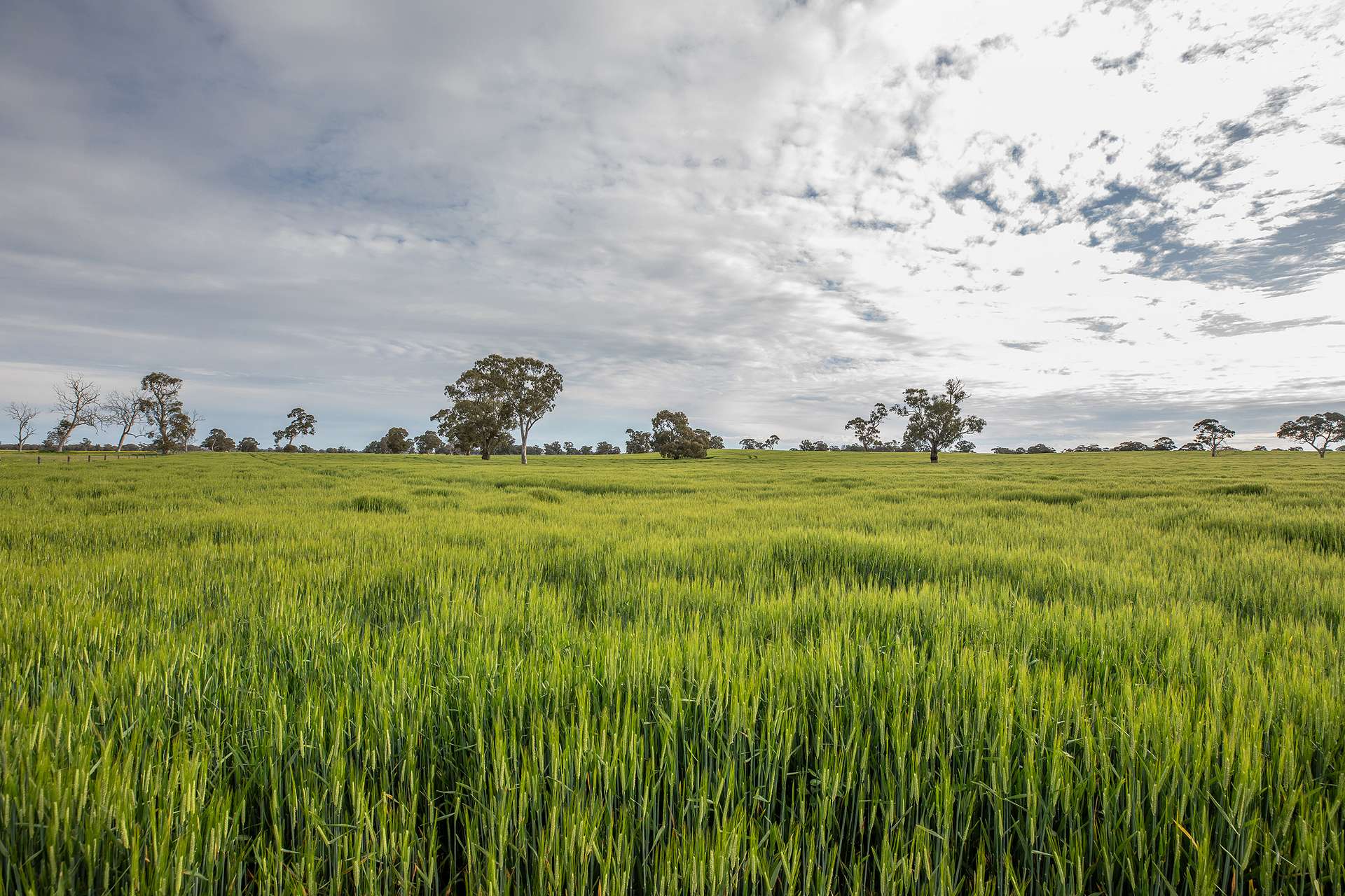 71 Joys Road, Cadgee, Naracoorte For Sale by Farmbuy.com - image 6