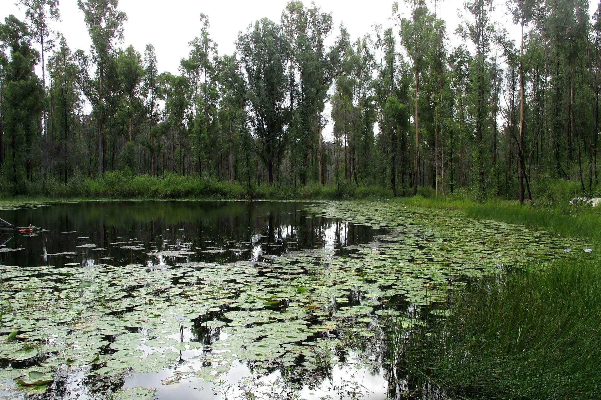 215 Martin Road, Nymboida For Sale by Farmbuy.com - image 2