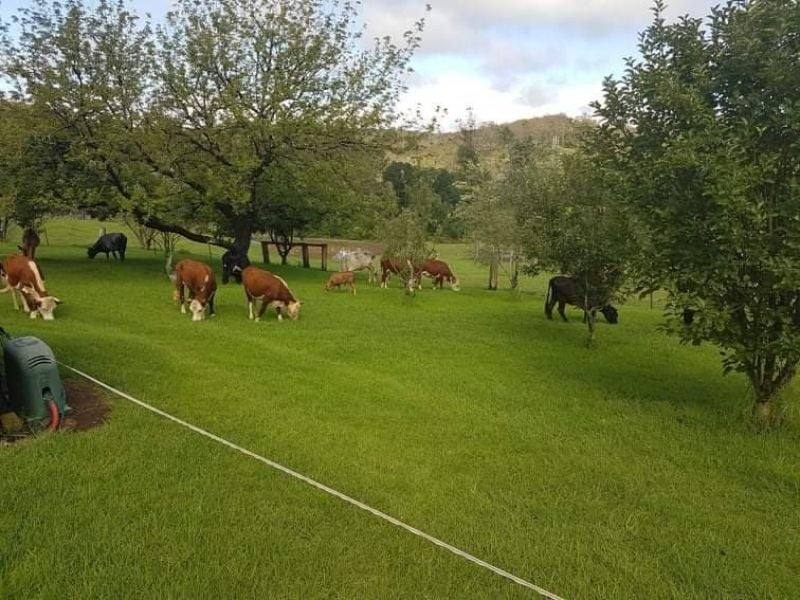 7630 Armidale Rd, Billys Creek For Sale by Farmbuy.com - image 6