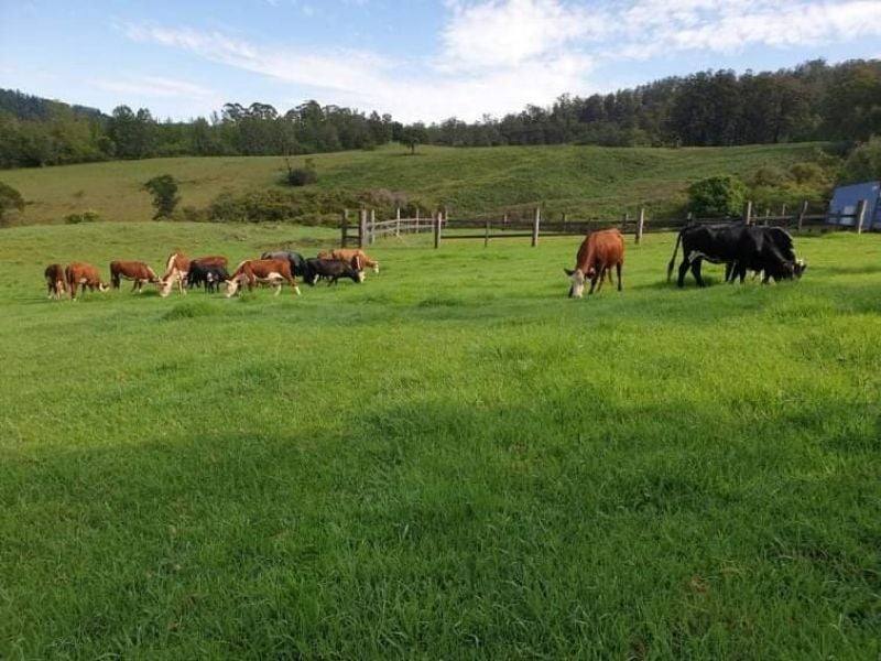 7630 Armidale Rd, Billys Creek For Sale by Farmbuy.com - image 5