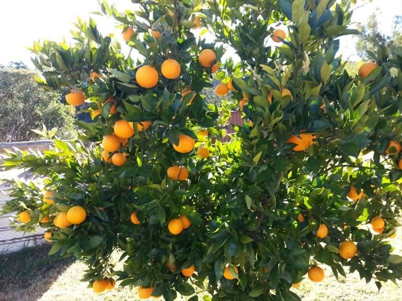 7630 Armidale Rd, Billys Creek For Sale by Farmbuy.com - image 11