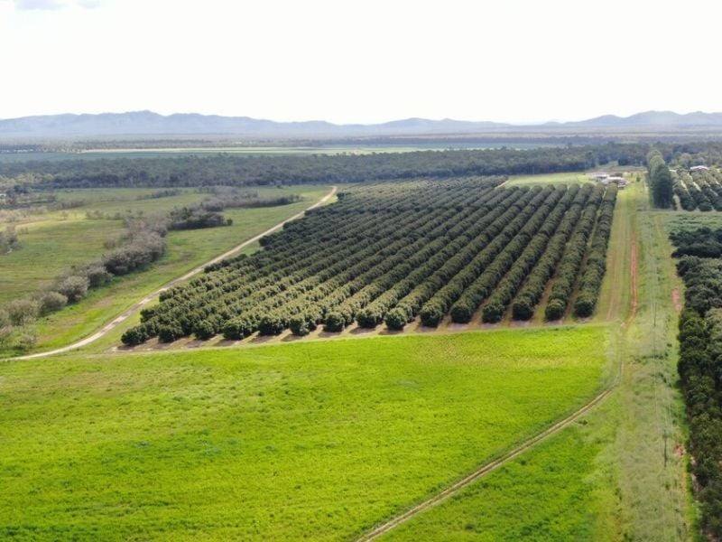 1611 Mareeba Dimbulah Road, Arriga For Sale by Farmbuy.com - image 6