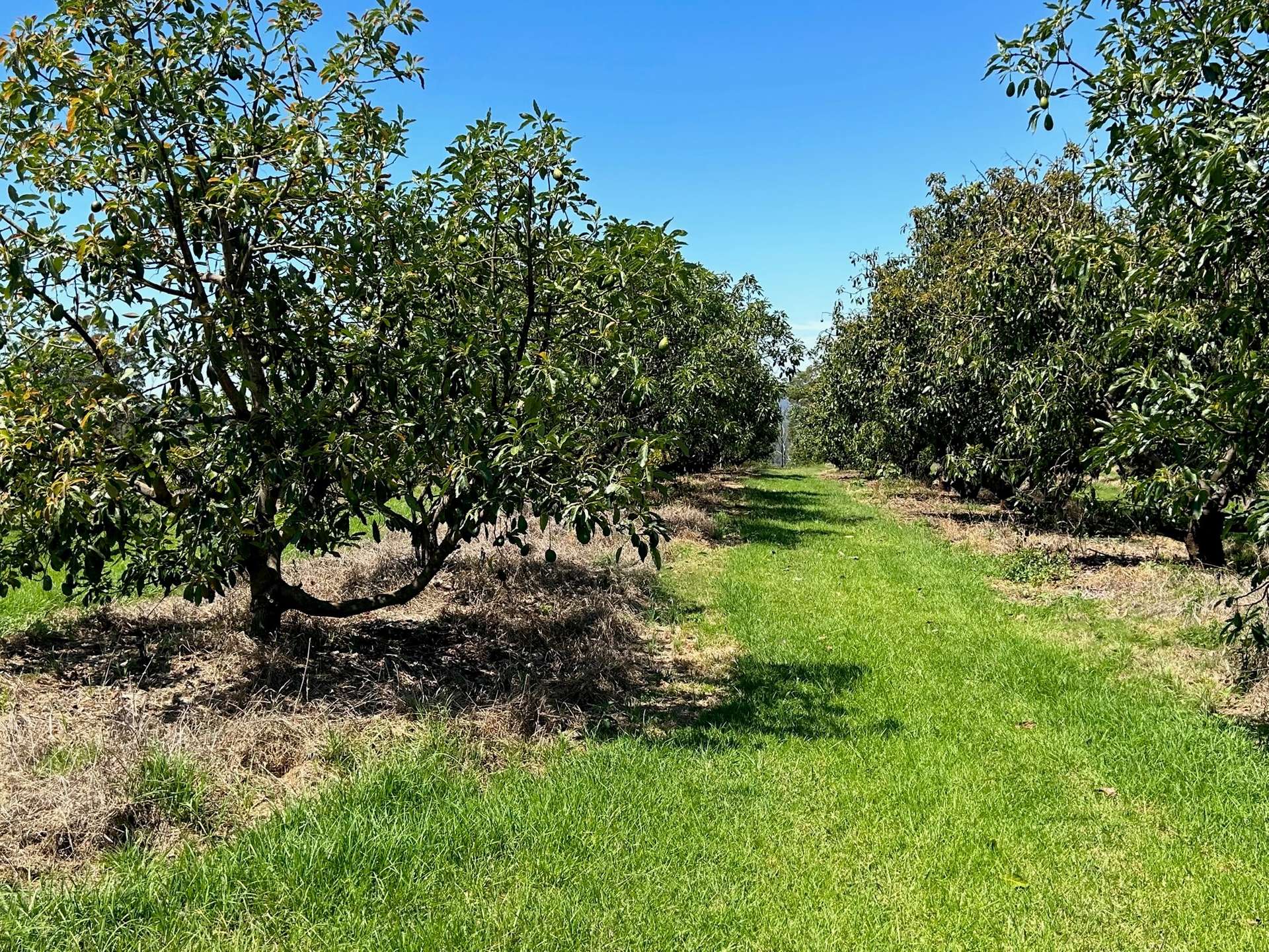 158 Crescent Hills Road, Tabulam For Sale by Farmbuy.com - image 20