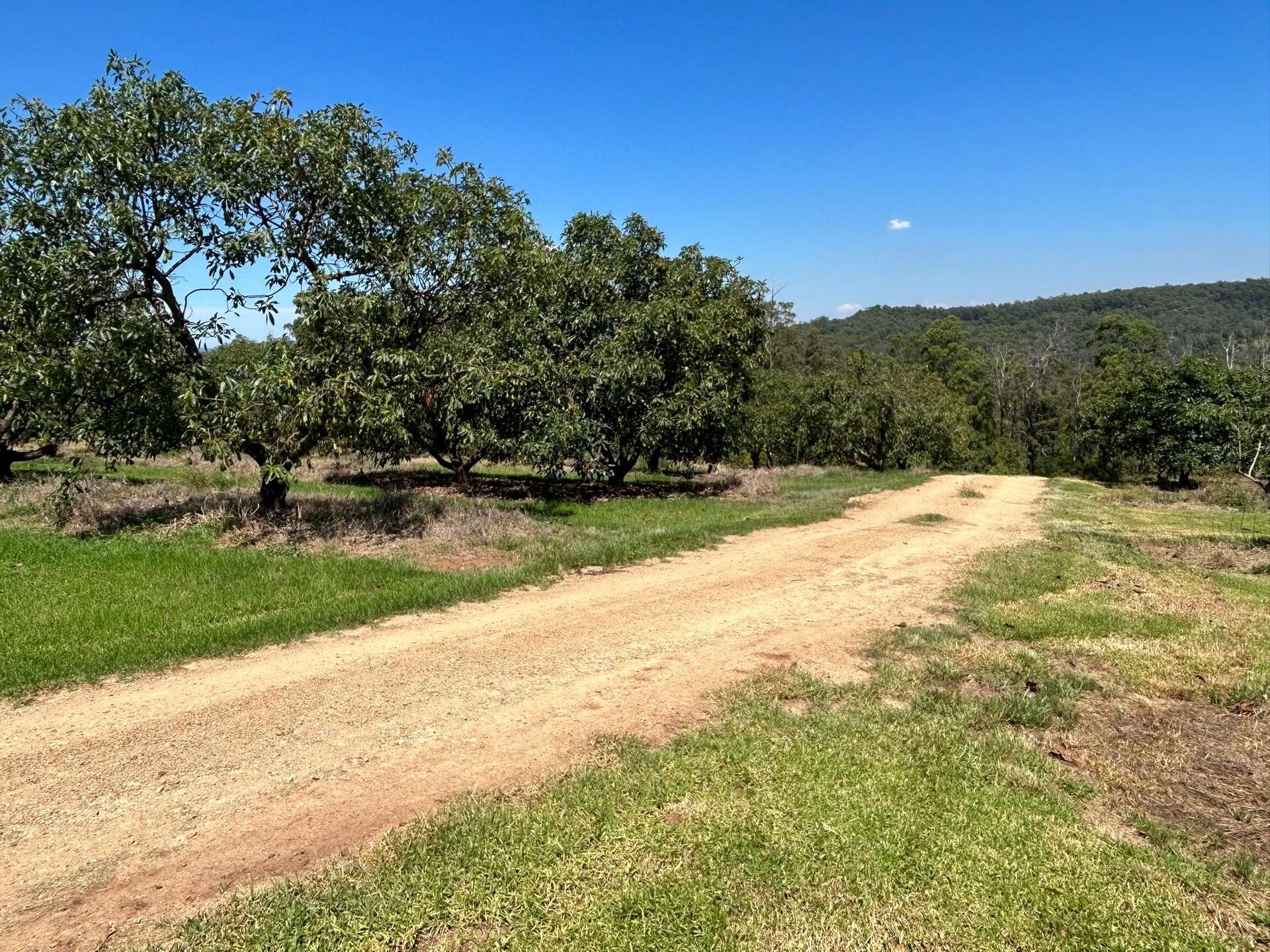 158 Crescent Hills Road, Tabulam For Sale by Farmbuy.com - image 16
