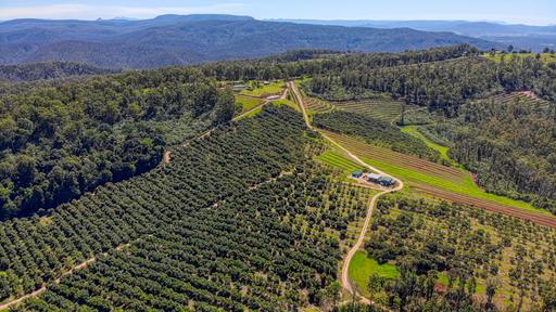 Farm For Sale - NSW - Tabulam - 2469 - Motivated Vendor: 330 Acre Avocado Farm 