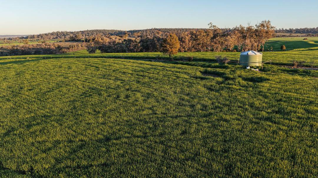 578 Innesvale Road, Warialda For Sale by Farmbuy.com - image 5