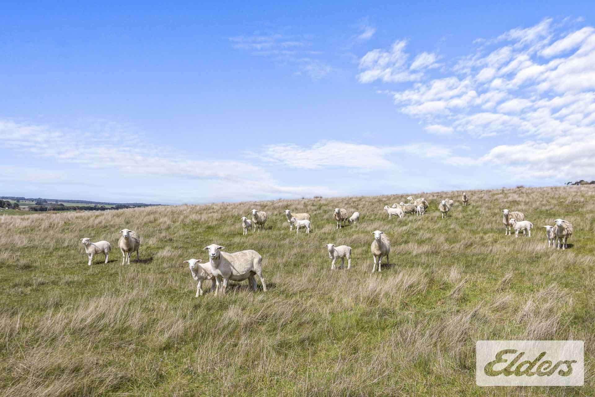 CA1 Sec 9 Beaufort-Carngham Road, Carngham For Sale by Farmbuy.com - image 8