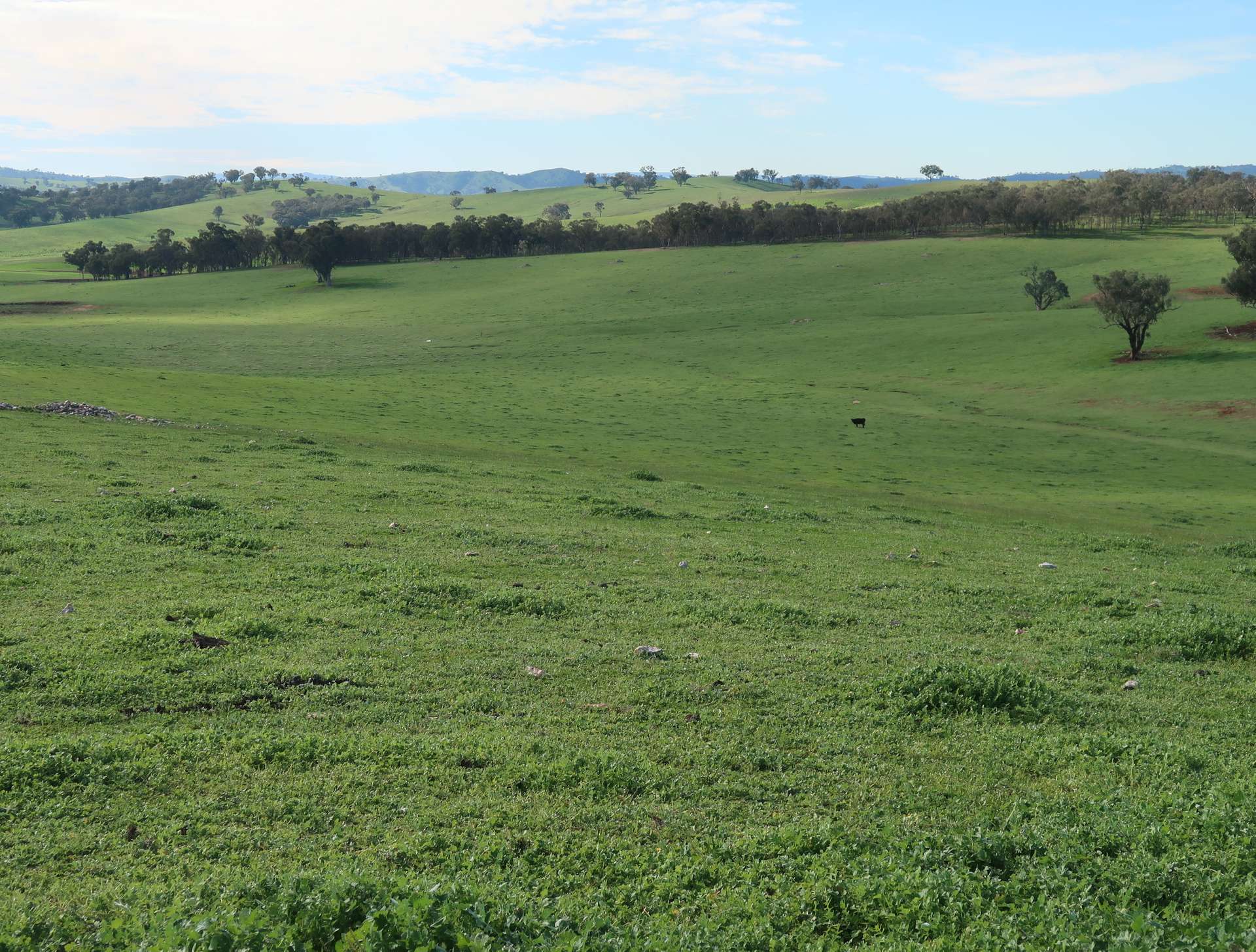 327 Wokolena Road, Wagga Wagga For Sale by Farmbuy.com - image 12