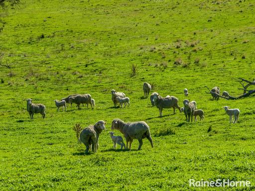 Farm For Sale - NSW - Bigga - 2583 - Large Grazing Opportunity 