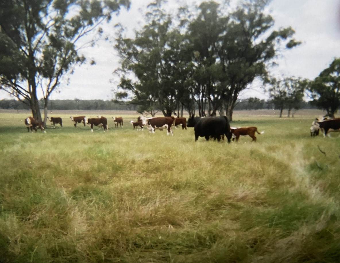 987 Boorr Hill Road, Parkes For Sale by Farmbuy.com - image 10