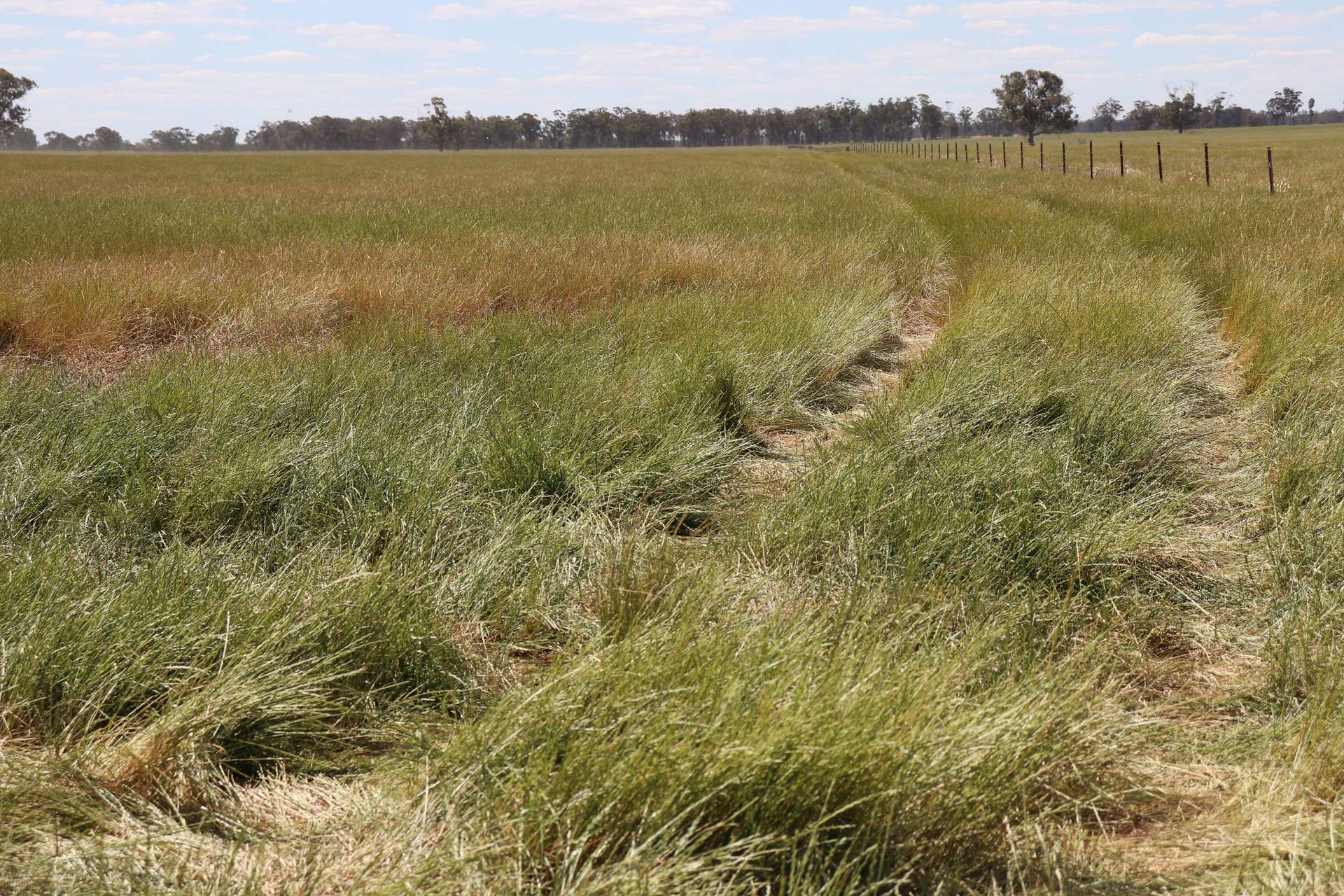 987 Boorr Hill Road, Parkes For Sale by Farmbuy.com - image 1