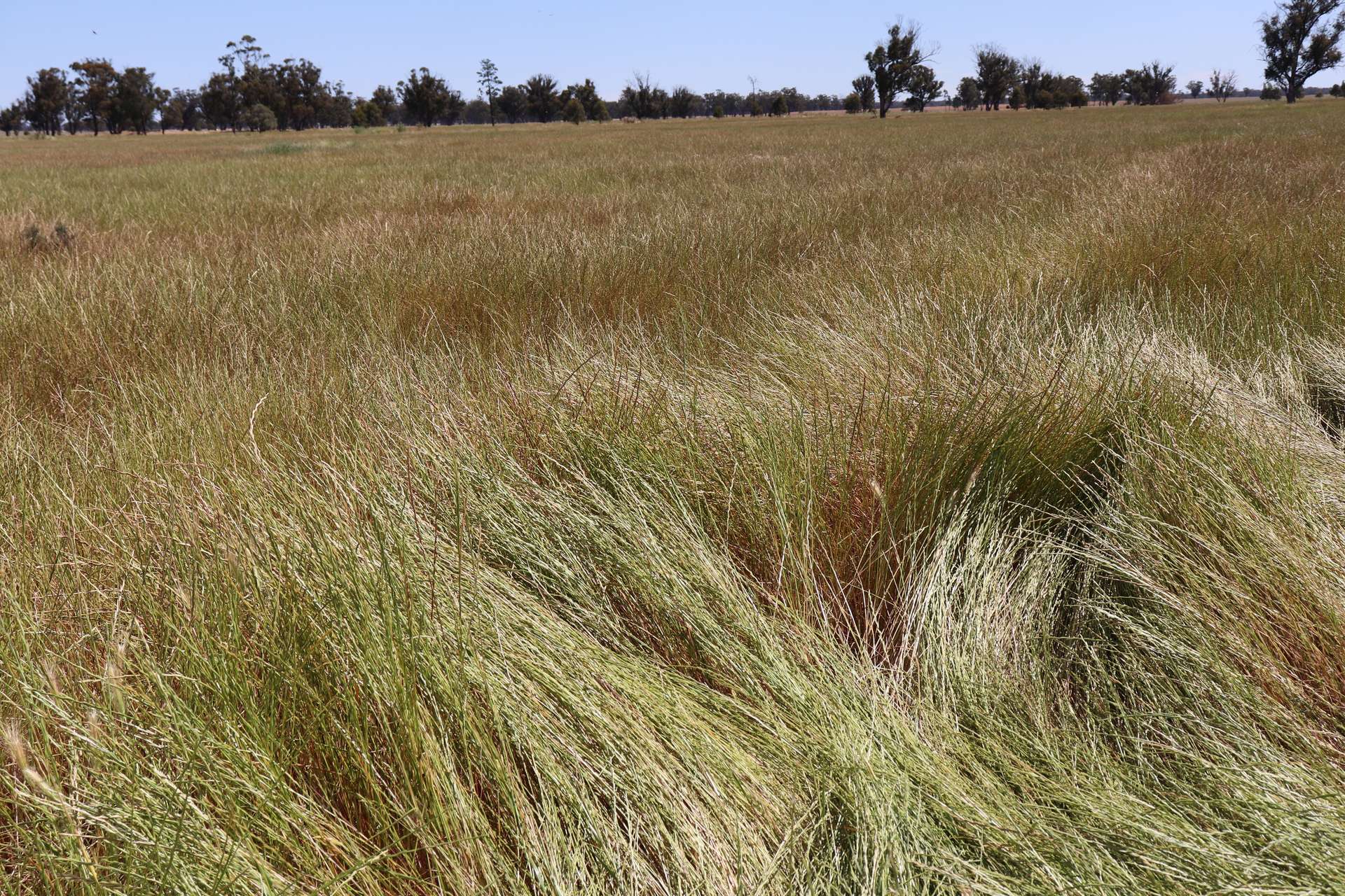 987 Boorr Hill Road, Parkes For Sale by Farmbuy.com - image 3