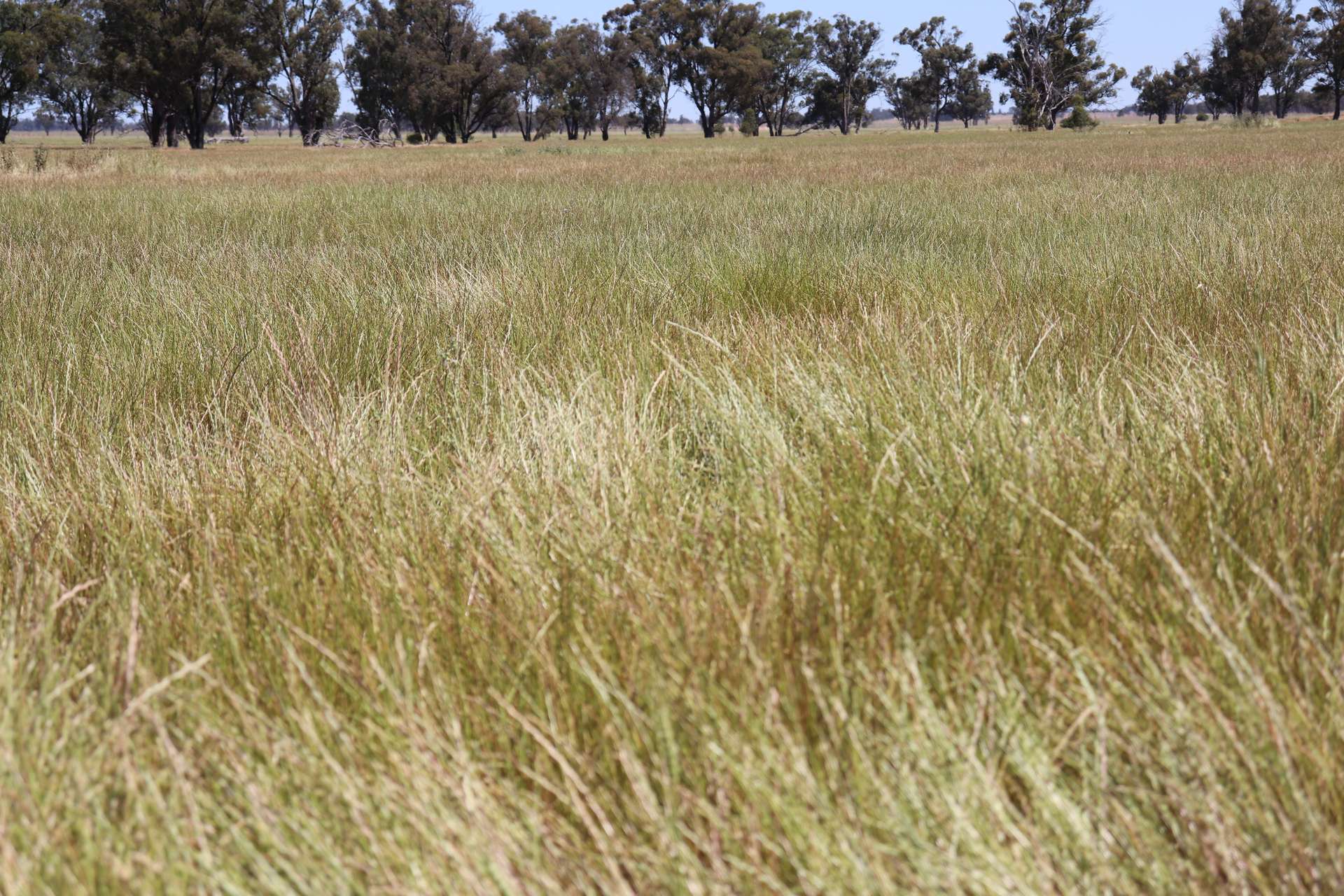 987 Boorr Hill Road, Parkes For Sale by Farmbuy.com - image 4