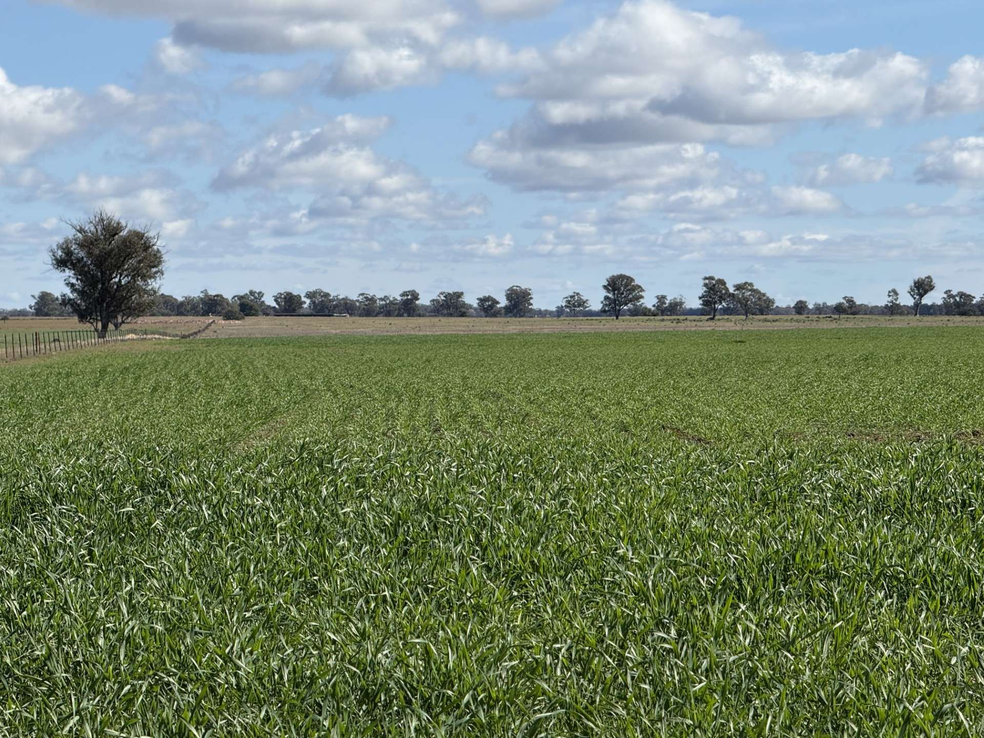 987 Boorr Hill Road, Parkes For Sale by Farmbuy.com - image 8