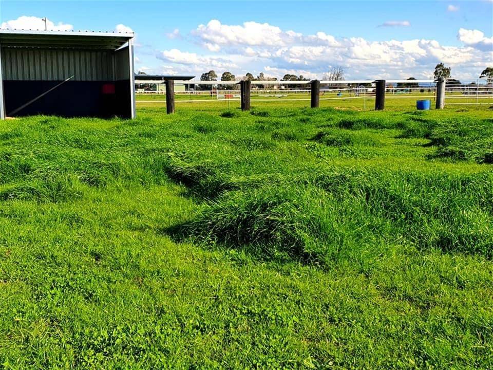 240 SCOTCH CREEK ROAD, Millers Forest For Sale by Farmbuy.com - image 14