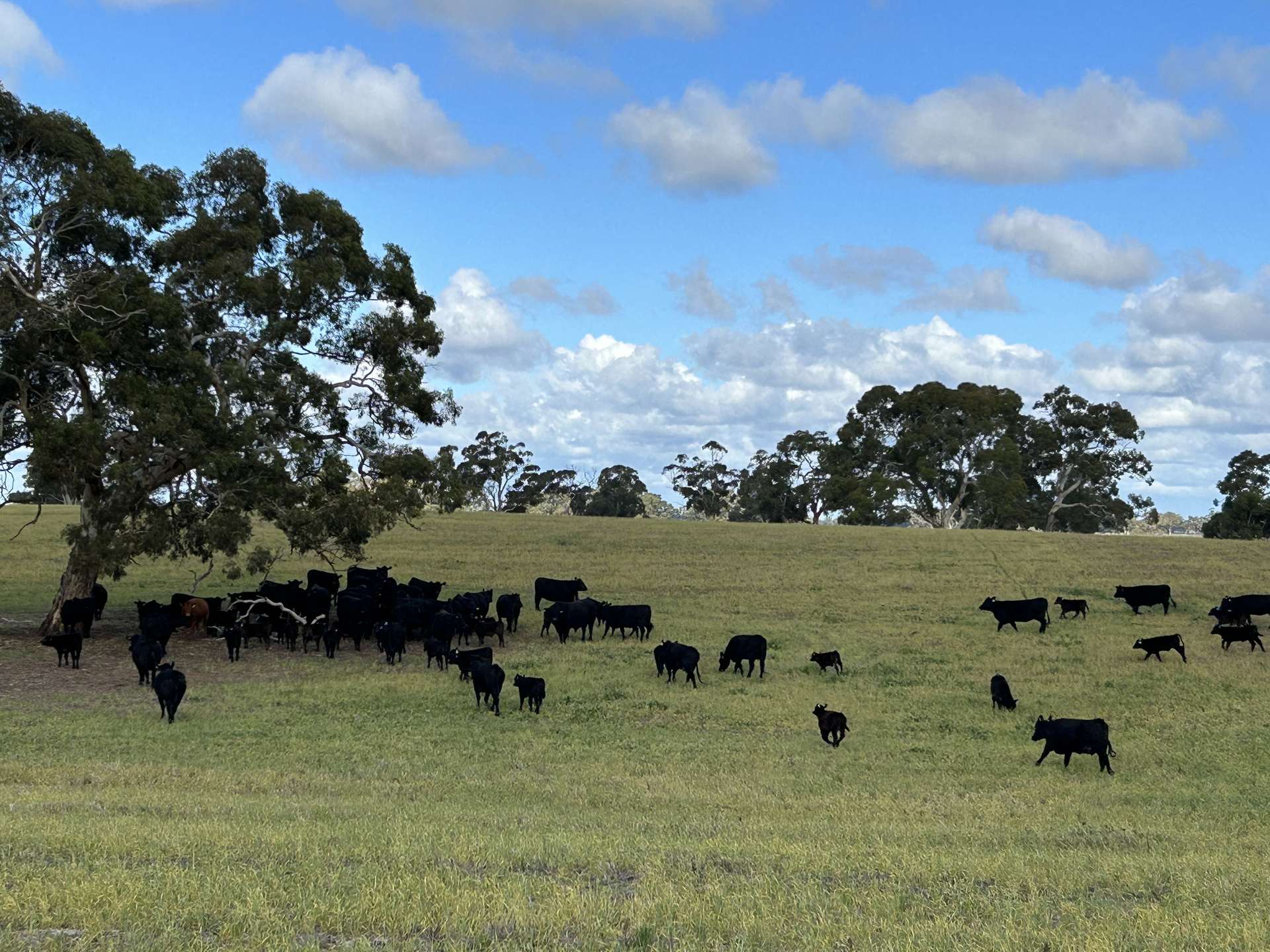 71 Joys Road, Binnum For Sale by Farmbuy.com - image 1