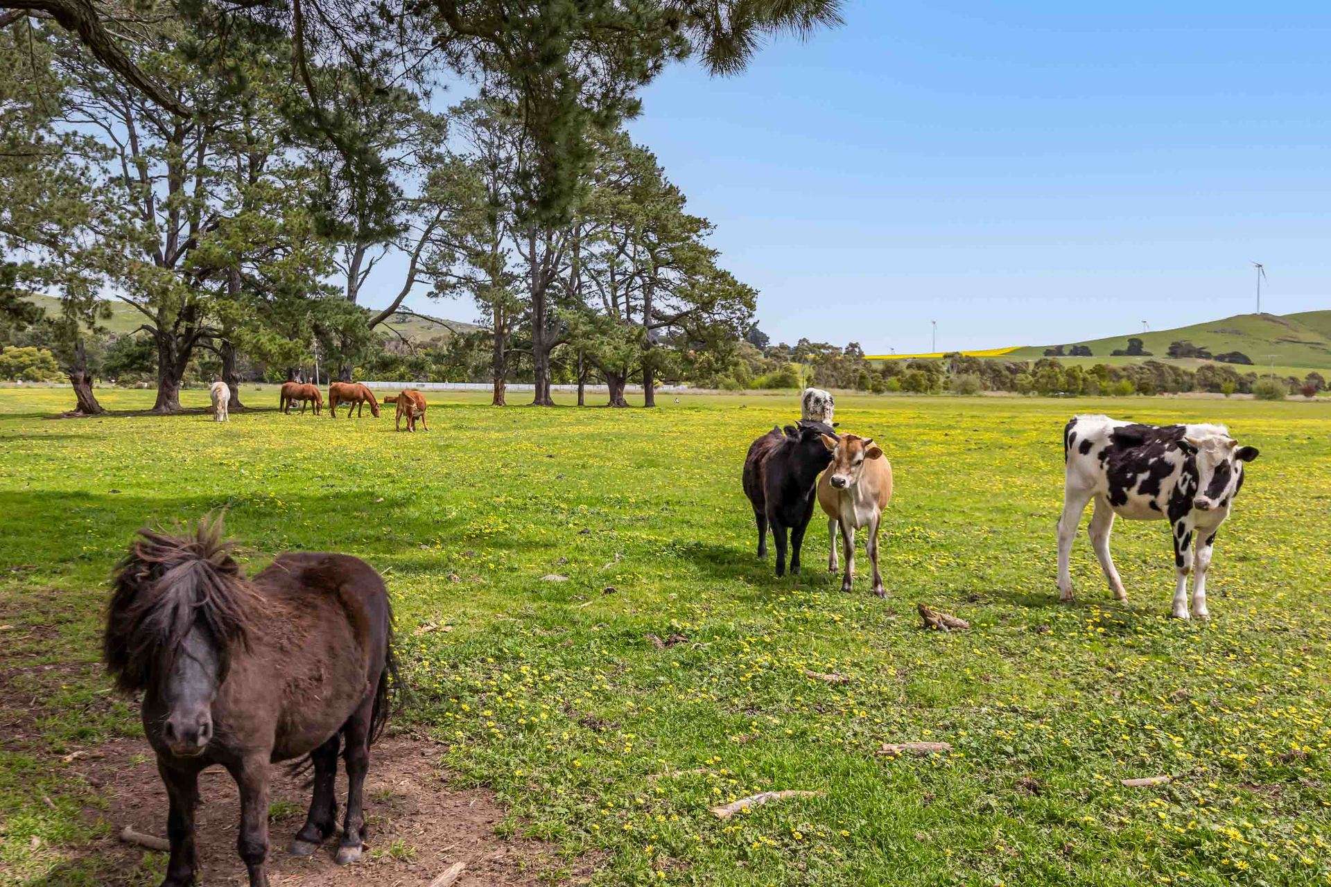 17 Camerons Lane, Waubra For Sale by Farmbuy.com - image 23