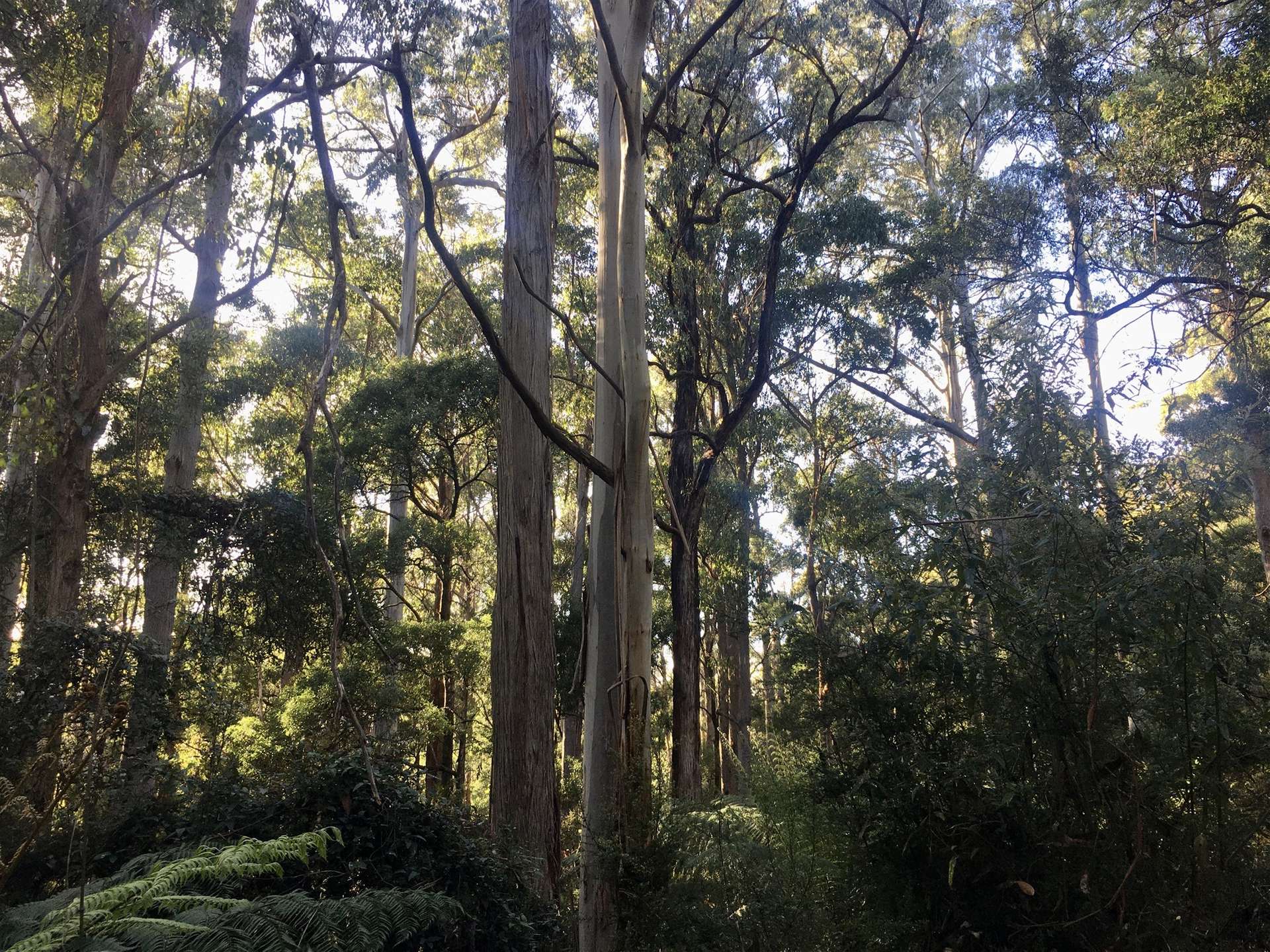 198 White Hills Road, Penguin For Sale by Farmbuy.com - image 3