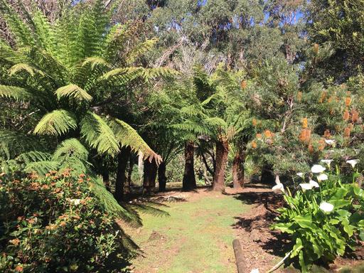 Farm For Sale - TAS - Penguin - 7316 - Nature and Native Animal Lovers! Private Retreat 14 acres of Serenity, Peace and Seclusion nestled in the Rainforest. Minutes drive to Penguin 