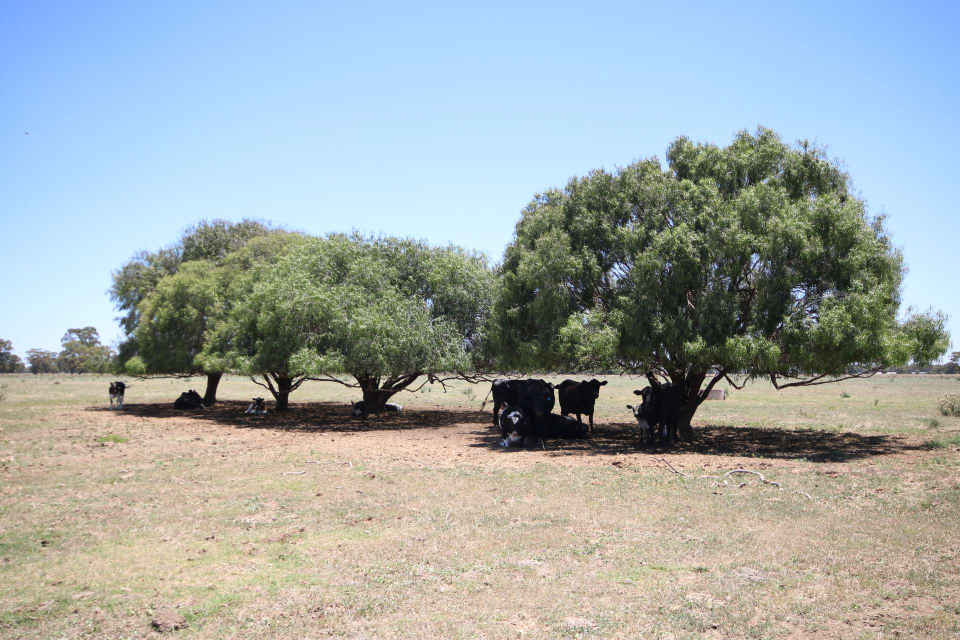 614 Nullabooma Road, Wakool For Sale by Farmbuy.com - image 25