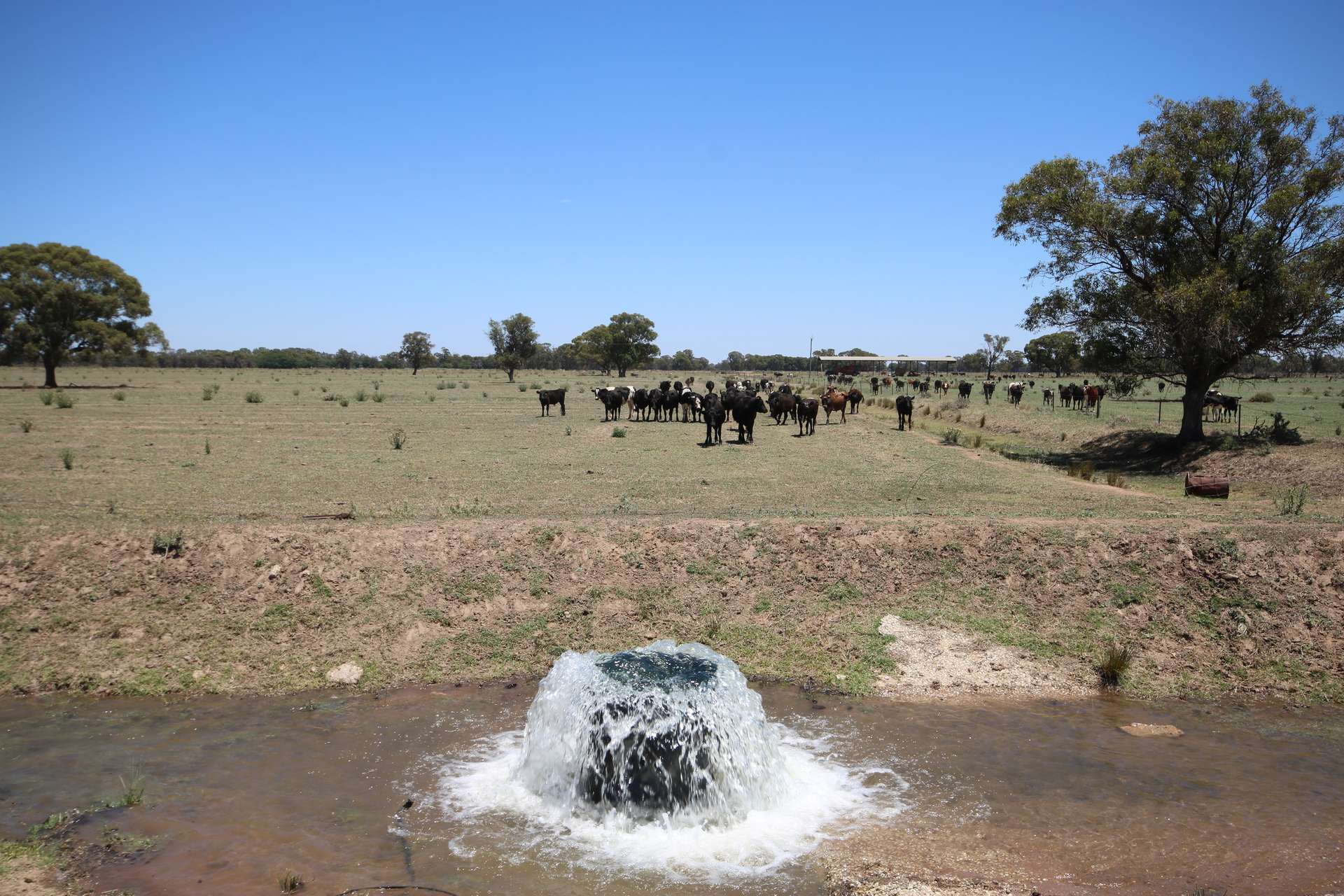 614 Nullabooma Road, Wakool For Sale by Farmbuy.com - image 2