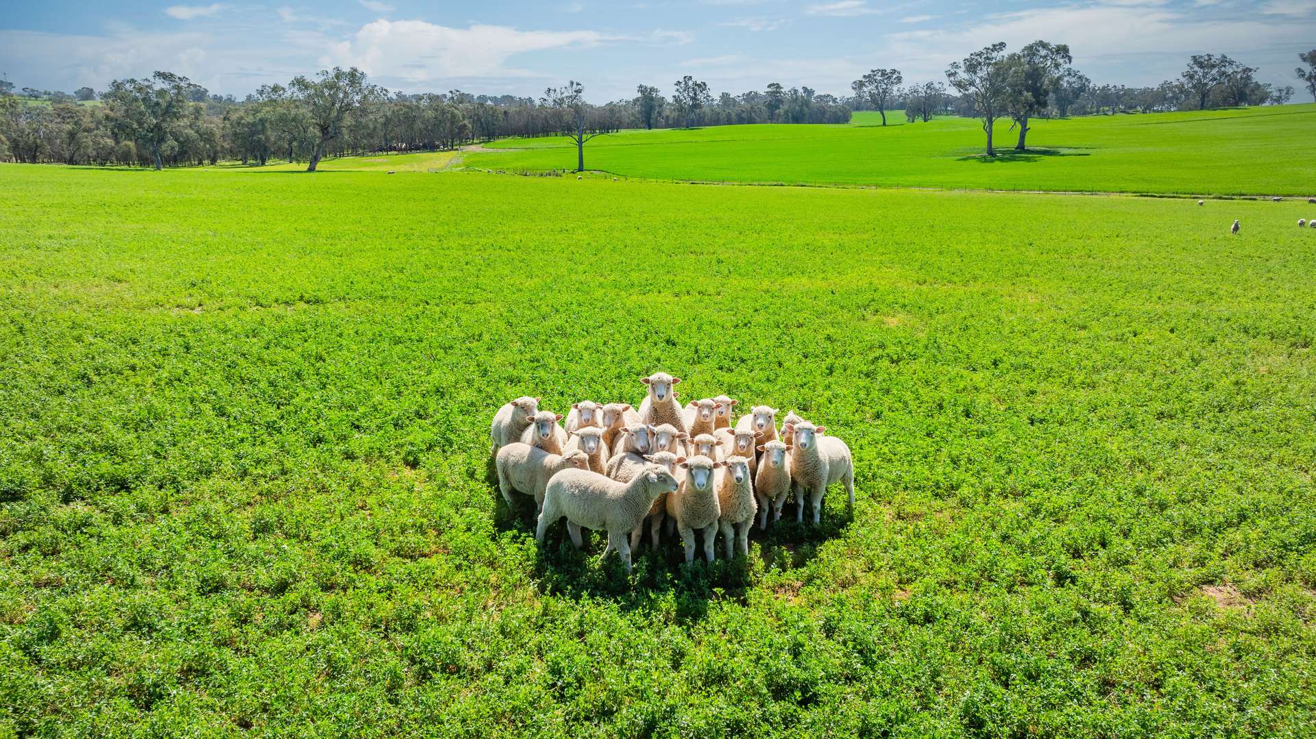 1726 Howlong Burrumbuttock Road, Burrumbuttock For Sale by Farmbuy.com - image 10