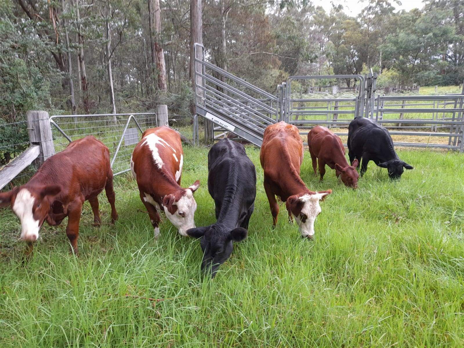Dorrigo For Sale by Farmbuy.com - image 34