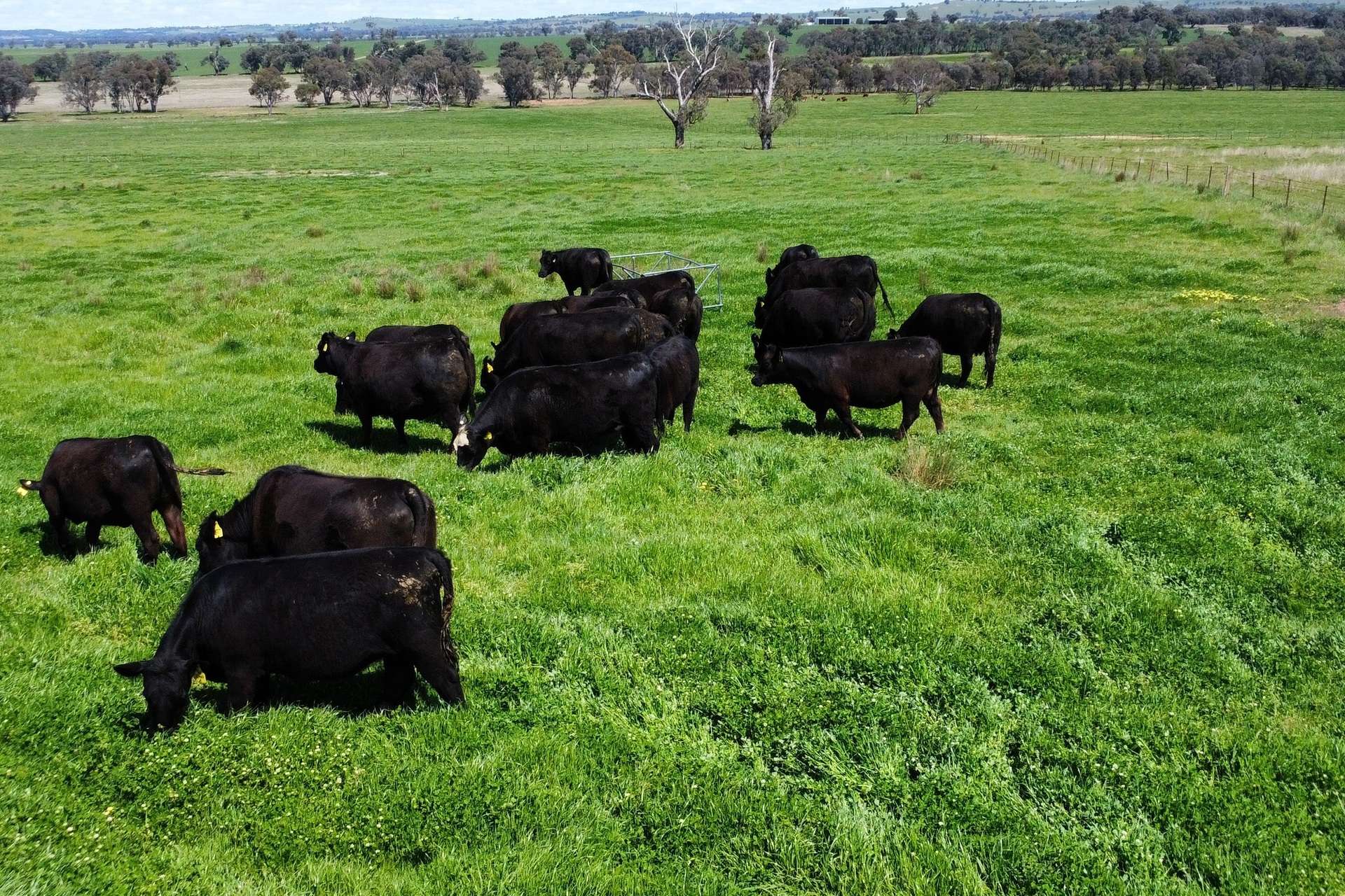 Young For Sale by Farmbuy.com - image 17