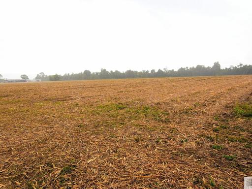 Farm For Sale - QLD - Munro Plains - 4854 - Fertile Farmland Property in Munro Plains 