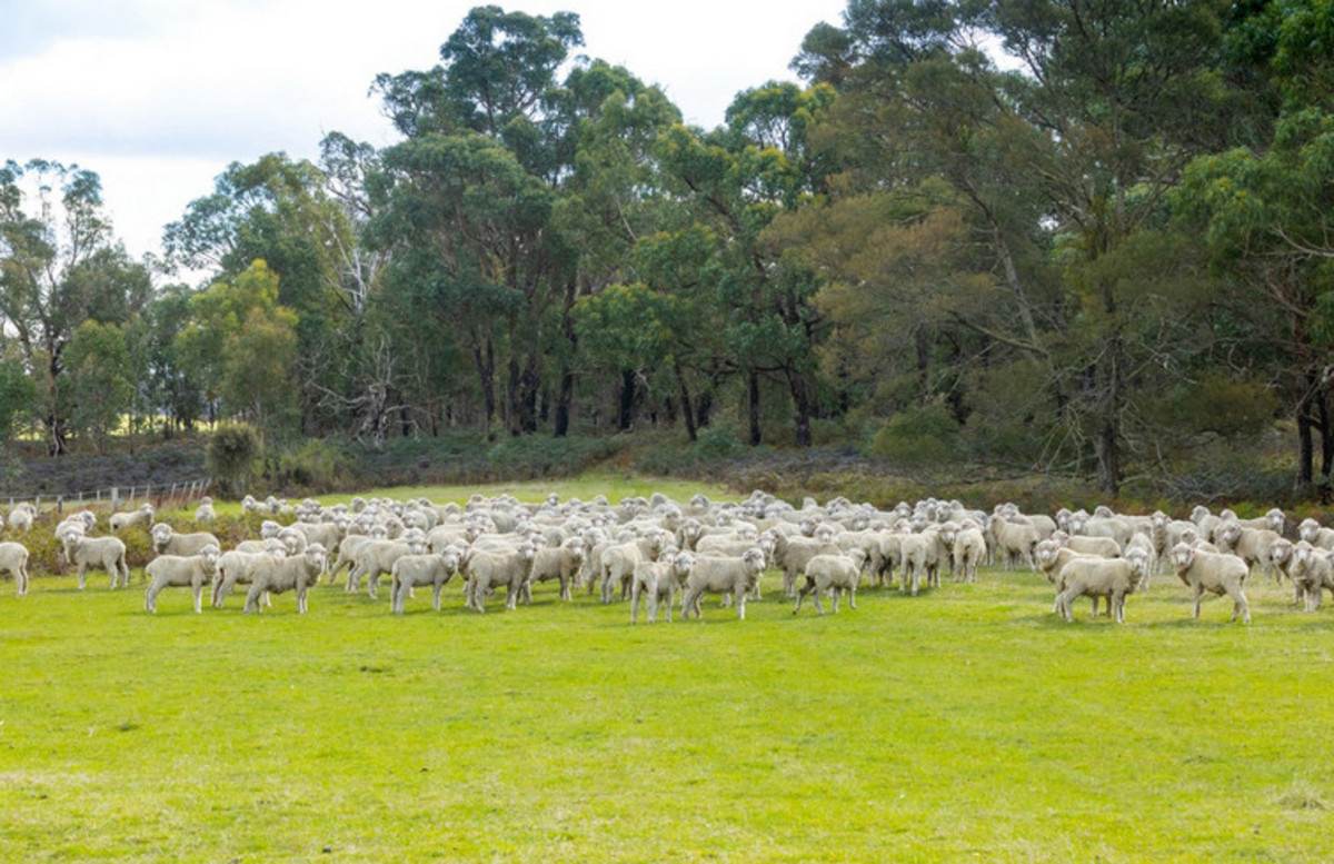 Kellys Road, Grenville For Sale by Farmbuy.com - image 24